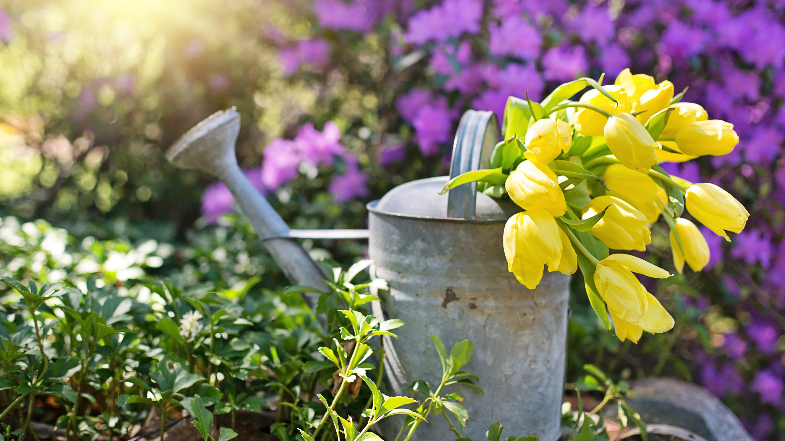 Watering flowers. Весенние цветы в лейке. Тюльпаны в лейке на даче. Весенние цветы садовые желтые. Тюльпаны и нарциссы в лейке.