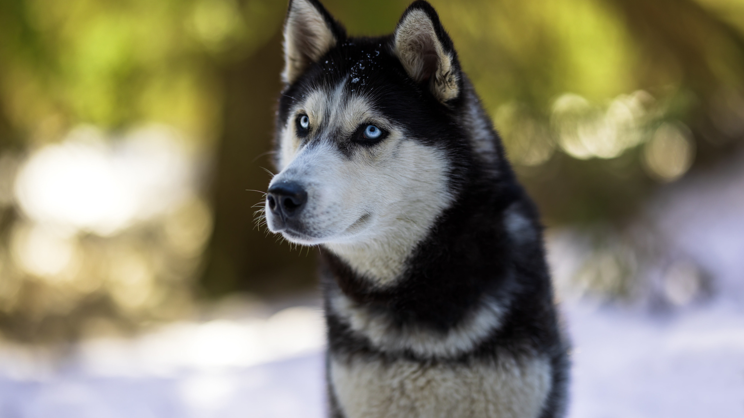 Husky стол