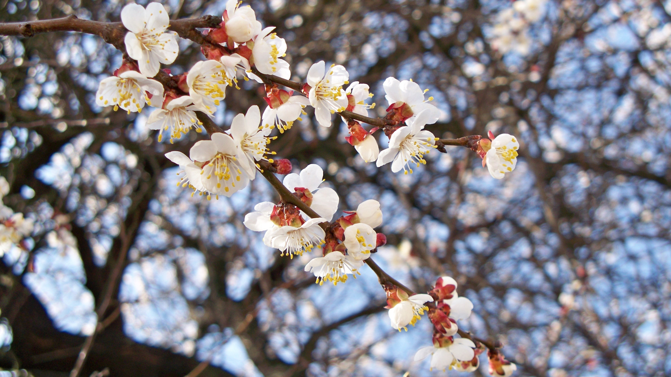 китайская магнолия. зацвел или расцвел. цветение. сакура ми06. сандал ветка цветение.
