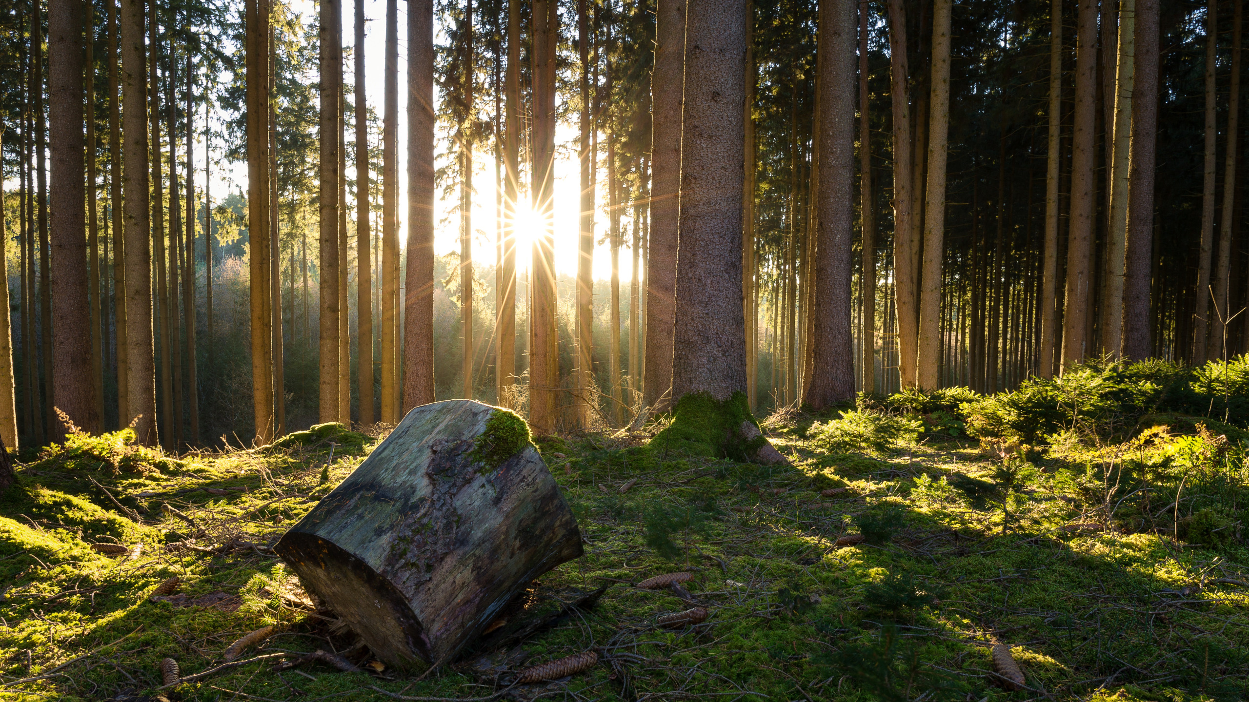 Nature для дерева. Бревно в лесу. Бревно на природе. Огромный красивый лес. Мох в Сосновом лесу.