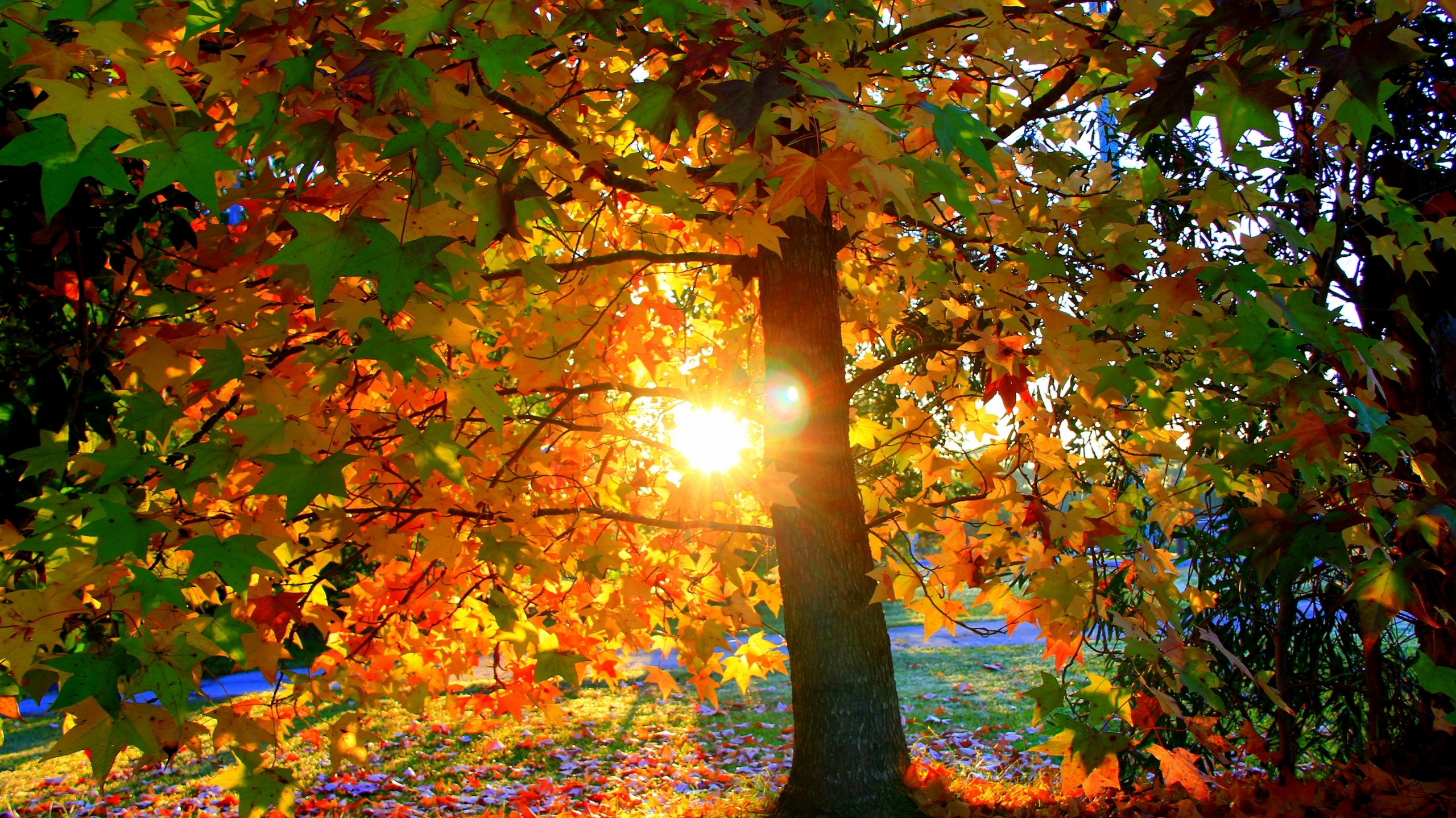 золотая осень солнце картинки