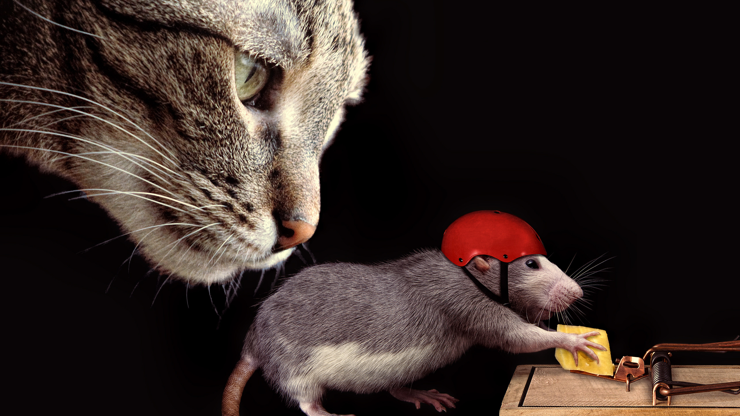 Мышка любит кошку. Кот и мышка. Кошки-мышки. Котик с мышкой. Кошка и крыса.
