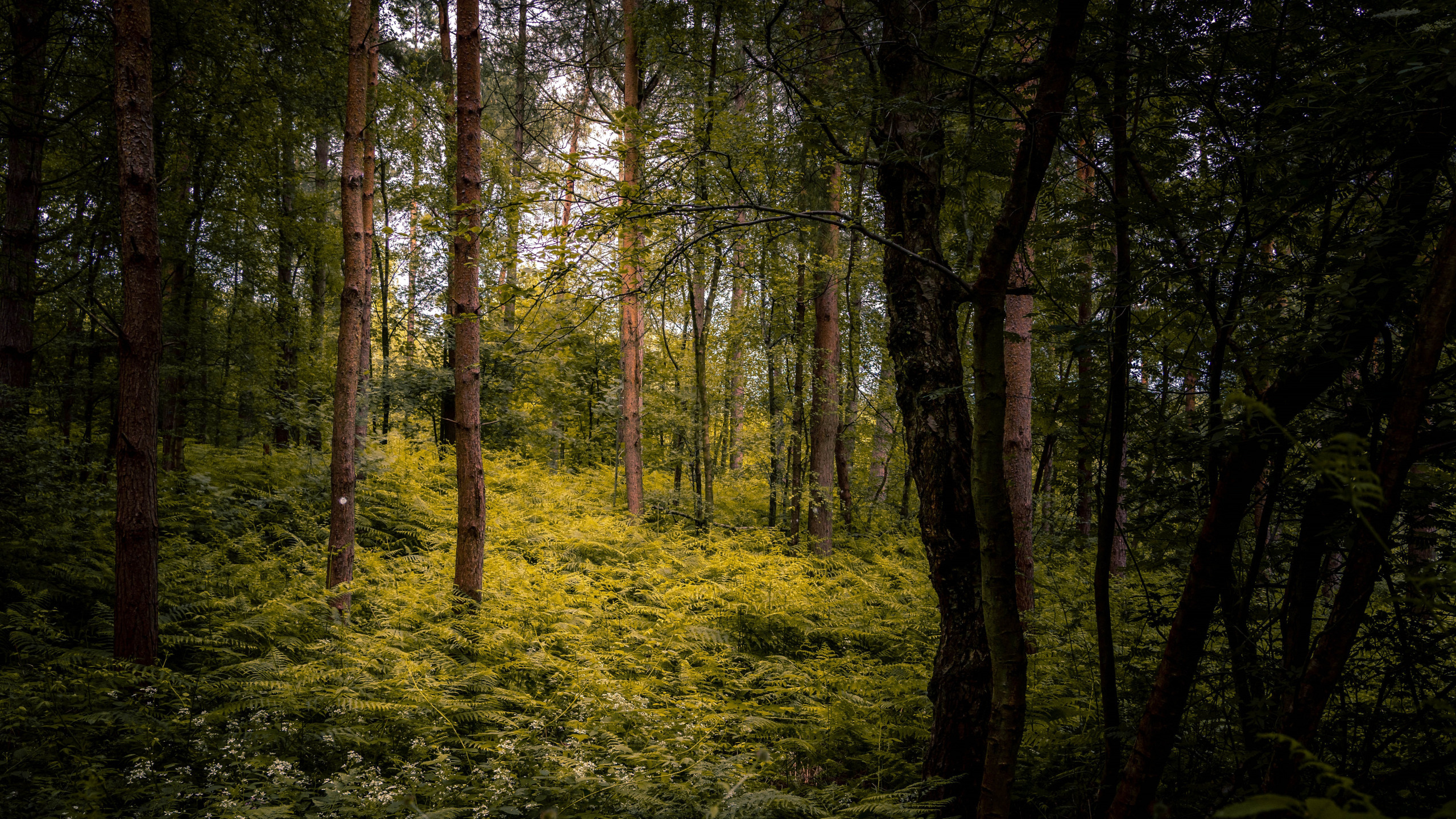 Forest 80. Деревья в лесу. Кусты в лесу.