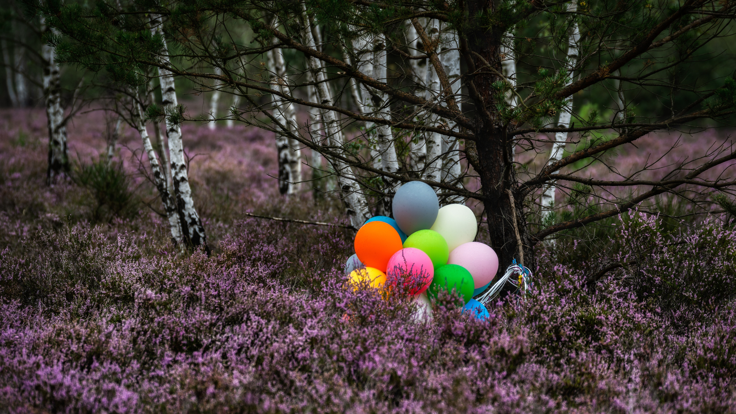 Лето в шаре. Шары в лесу. Воздушные шары в лесу. Поляна с шариками. Воздушный шар природа.