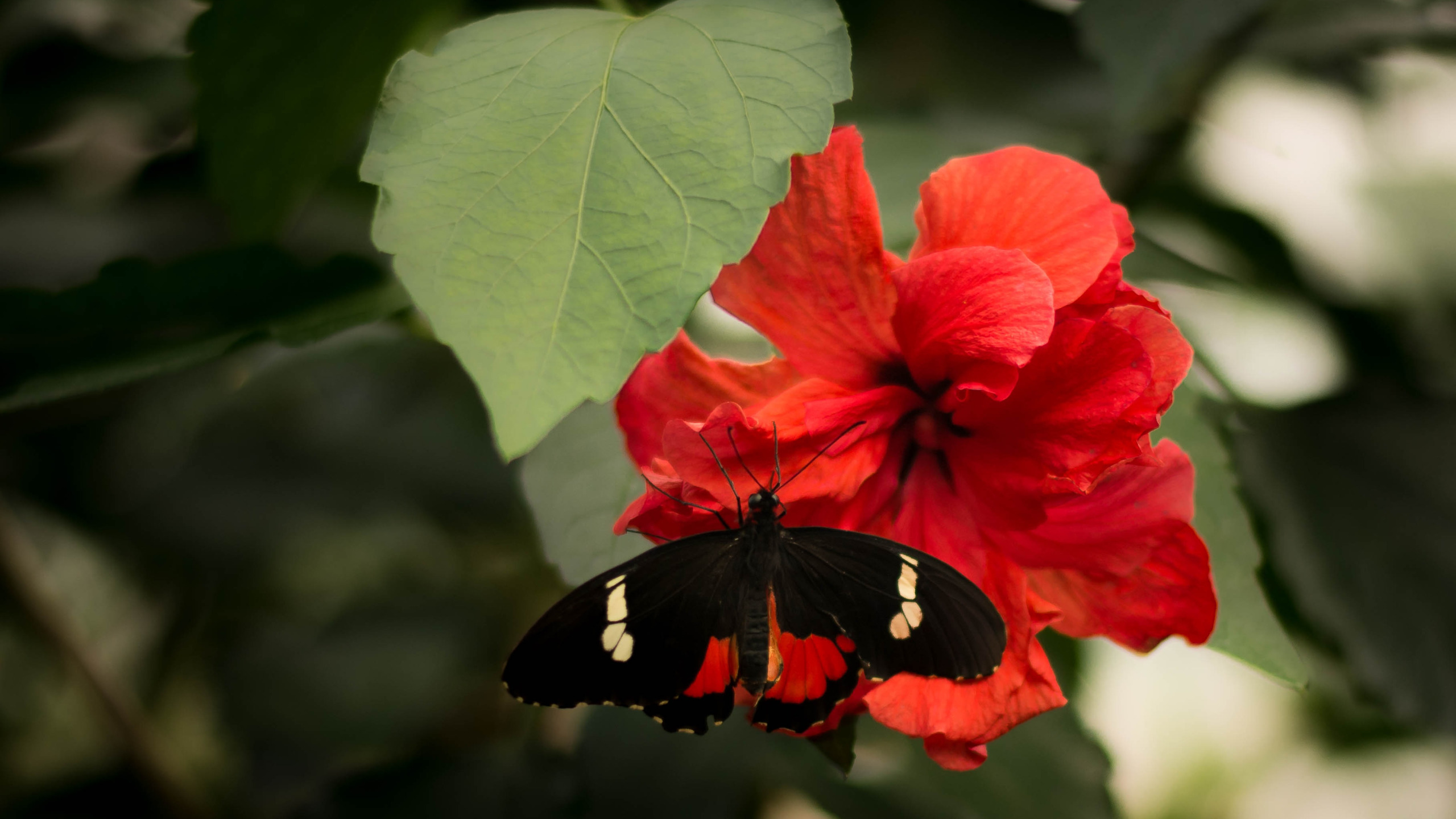 Цветок красные бабочки. Красная бабочка. Бордовая бабочка Живая. Красная черная бабочка Живая. Бабочка на Красном цветке.