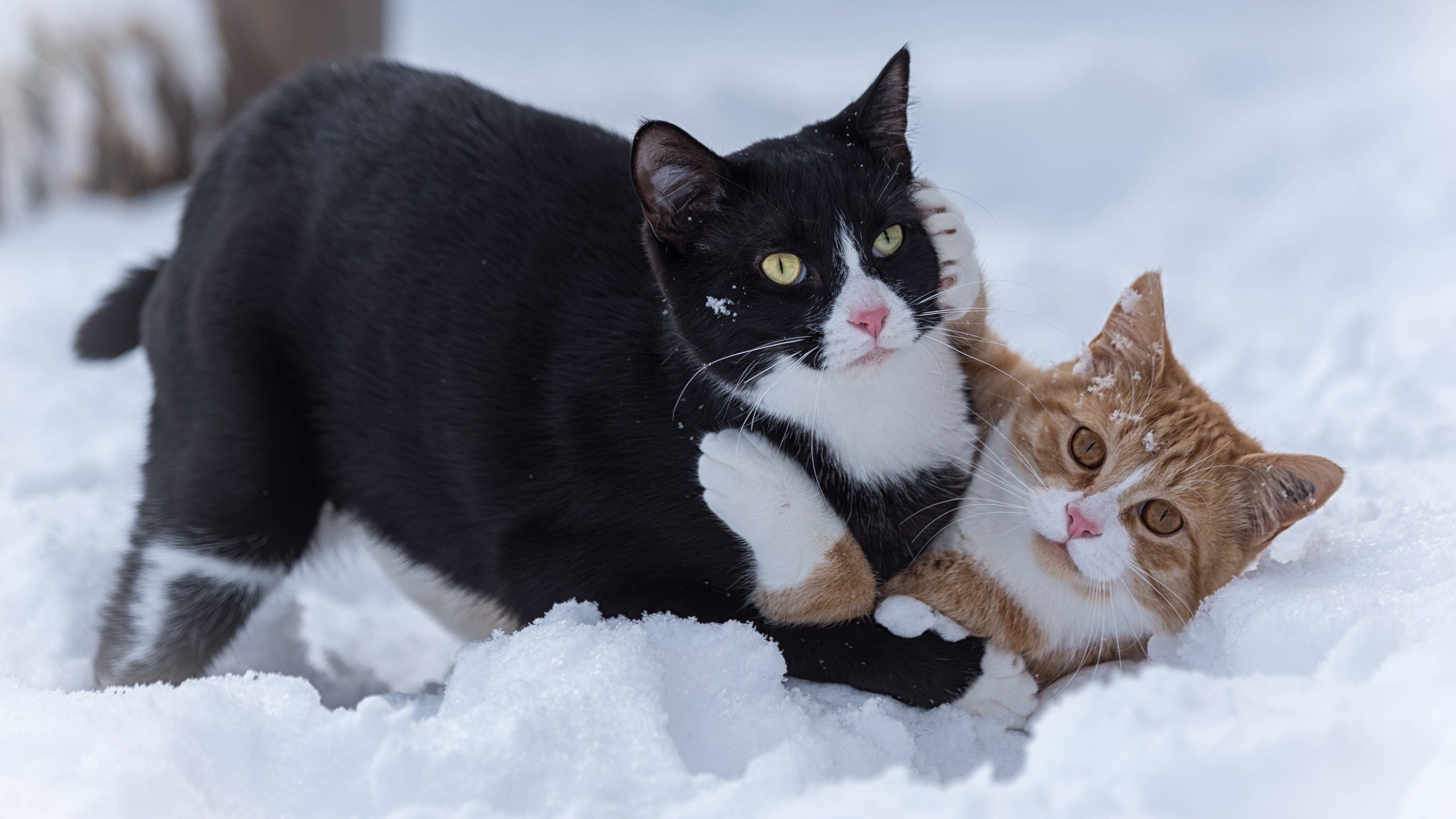 Сонник две кошки. Сноу Кэт. Два котика. Два кота. Зимний кот.