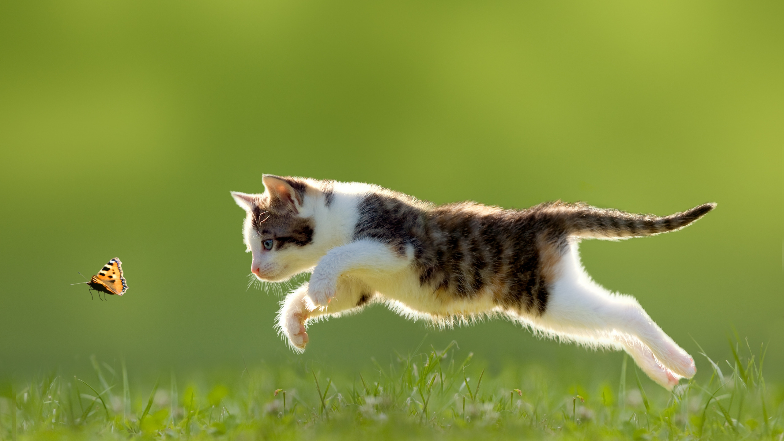 Кошка в прыжке. Кошка бежит. Котенок прыгает. Котики в движении.
