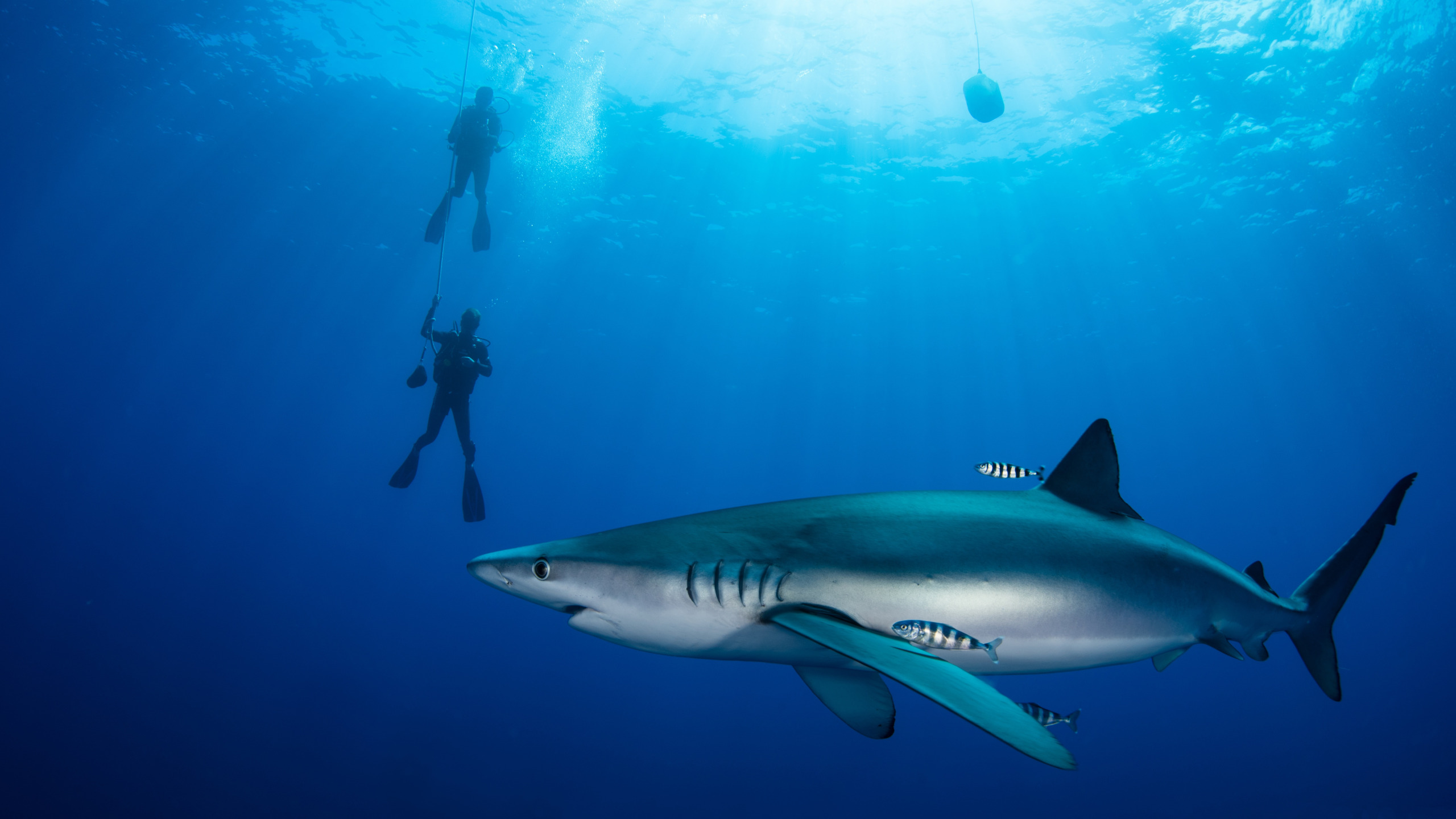 Sharks blues. Голубая акула. Голубая акула рыба. Синяя акула Мокой. Акула в море.