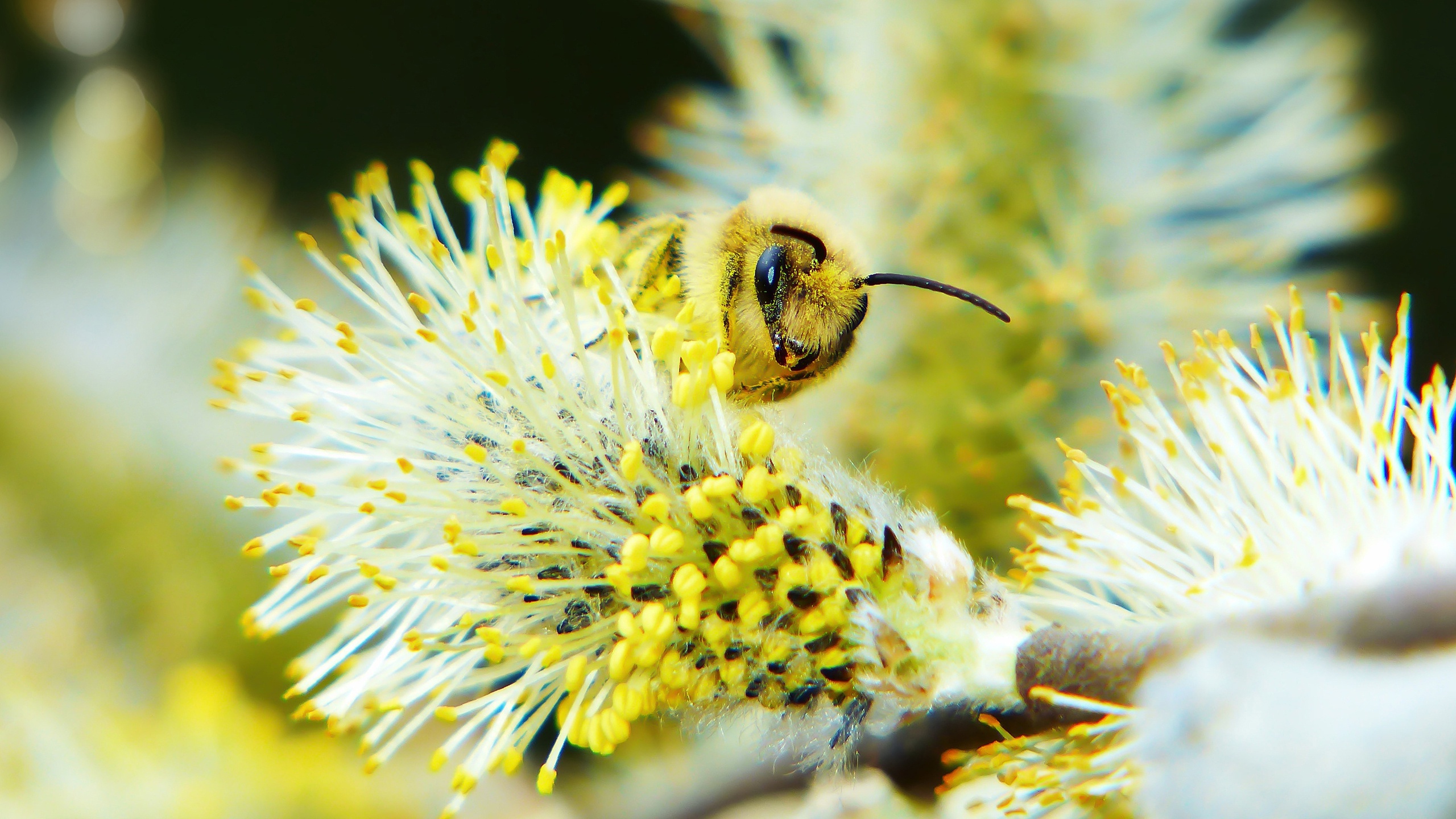 День пыльцы. Насекомые весной. Пчелы в природе. Дерево с желтой пыльцой. Пчелки весной.