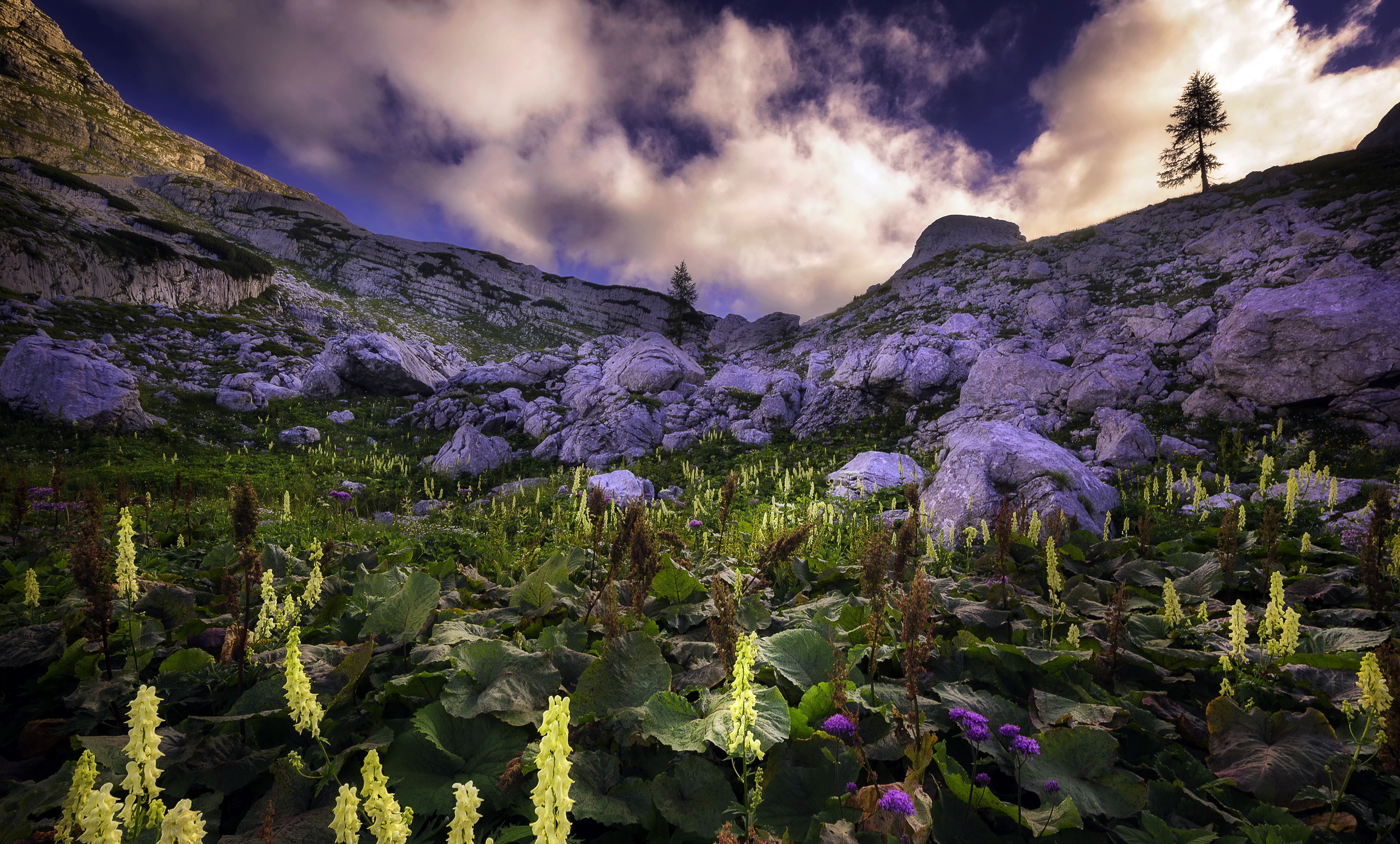 3d mountain flowers. Цветок, растущий у подножья горы. Цветок, растущий у подножья горы ночью. Обои природы цветы у подножия горы фото. Эстетика горы и цветы синий обои.