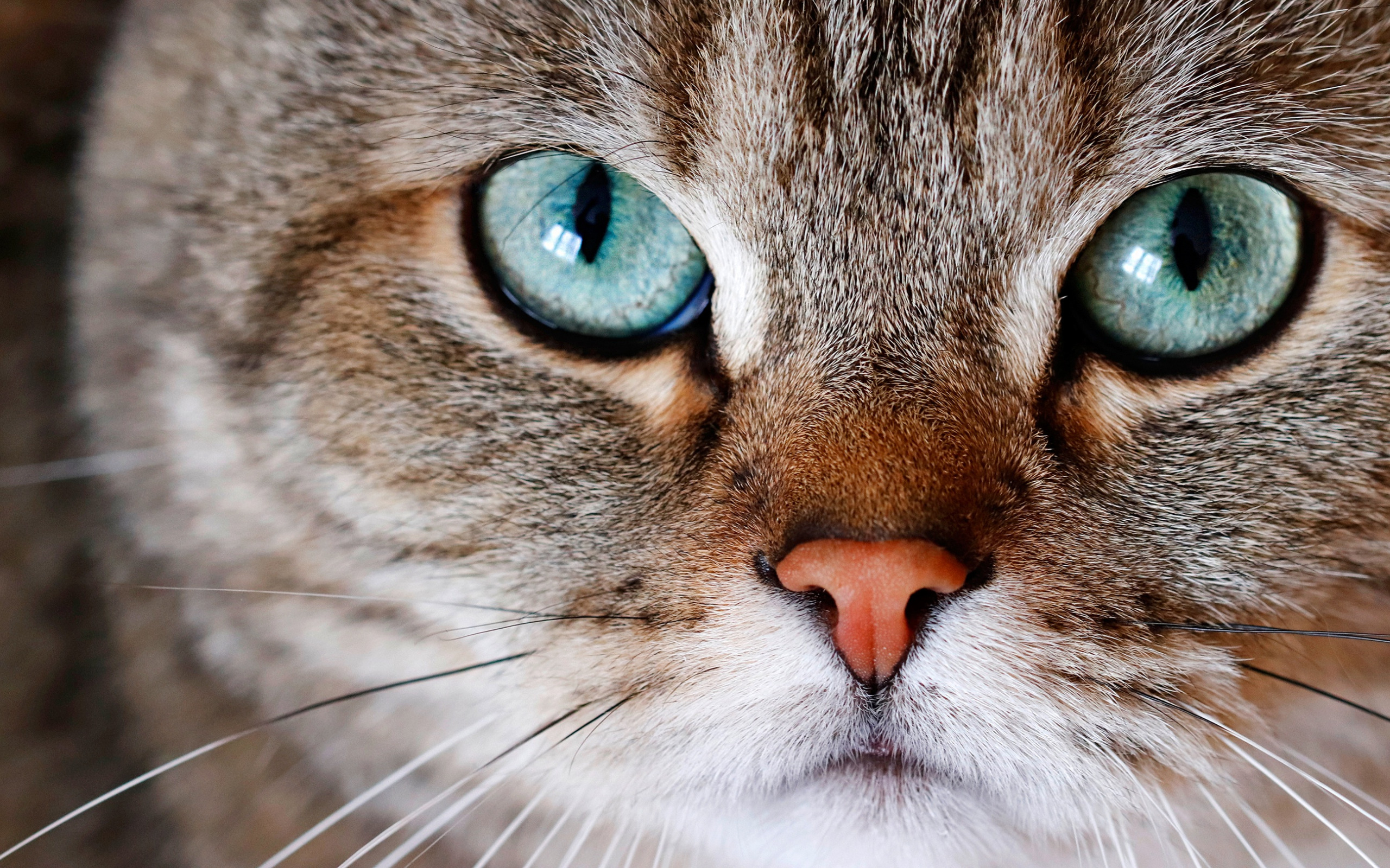 Взгляд как у кошки песня. Морда кота. Кошачий глаз. Кот взгляд. Красивая морда кошки.