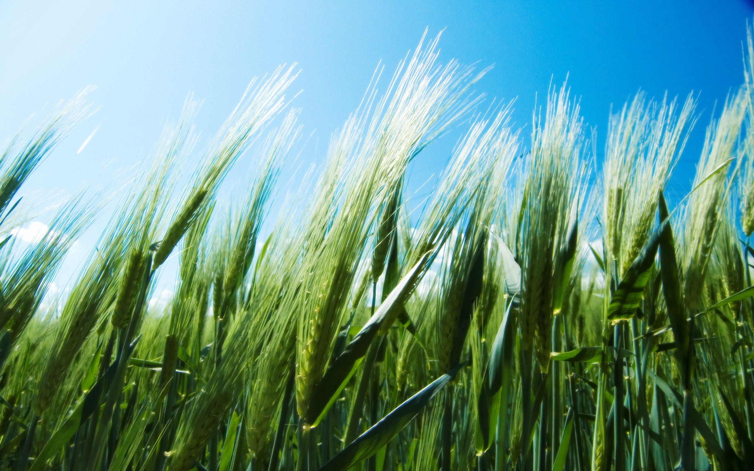 Зеленое жито. Зеленое поле пшеницы. Пшеница фон. Колосья пшеницы. Поле зелень.