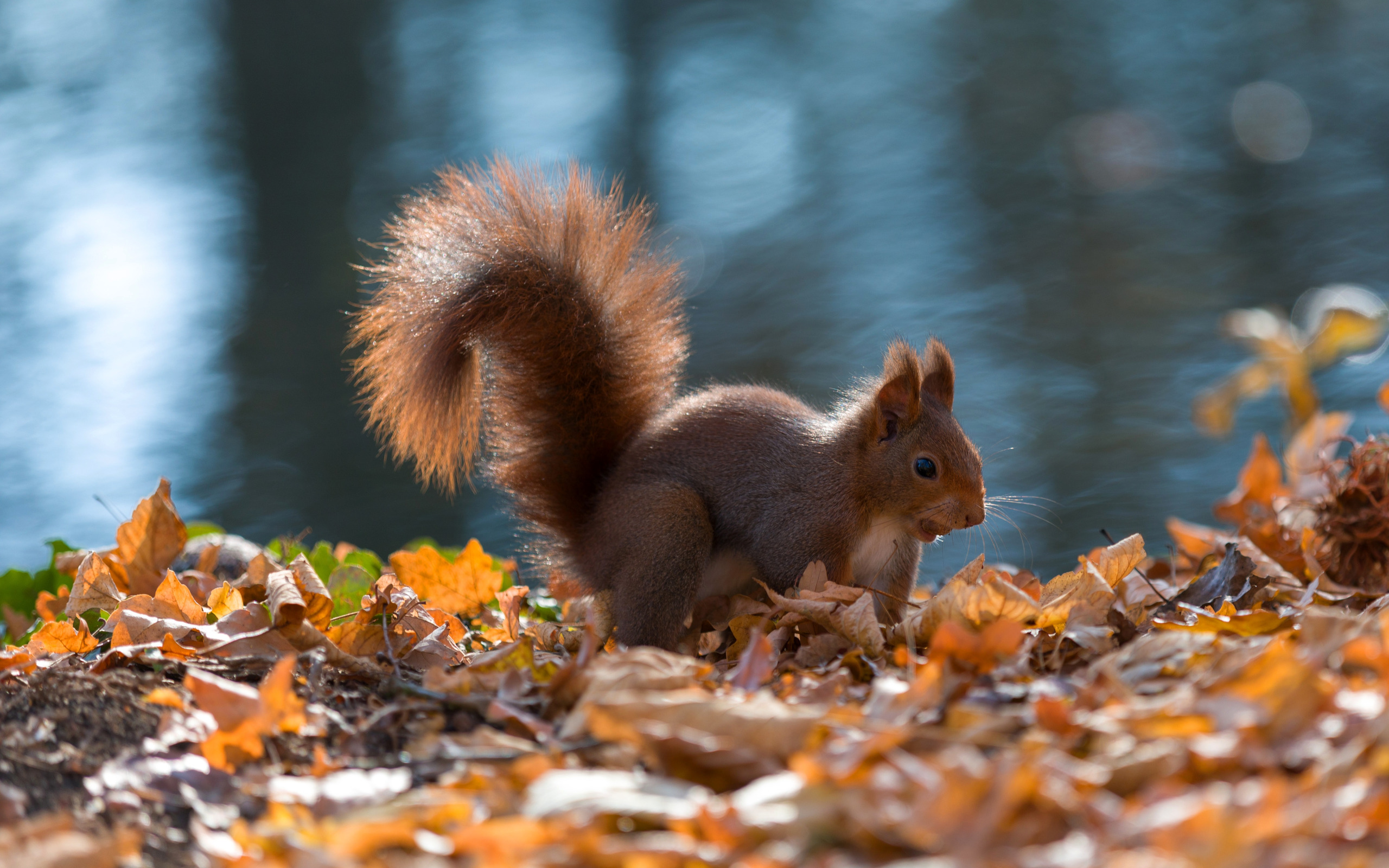 Little squirrel ♥ Animals beautiful, Cute squirrel, Squirrel pictures