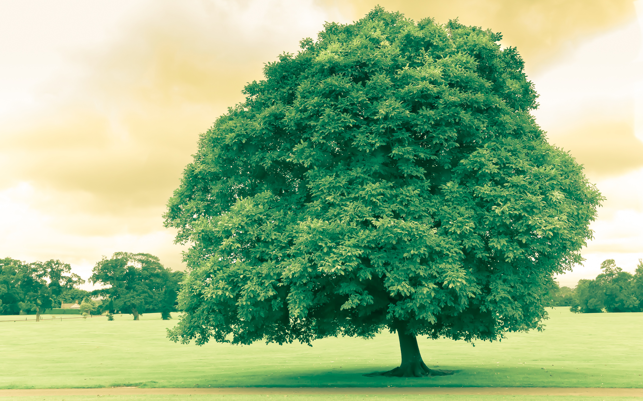 He tree. Дерево зеленое. Красивое дерево. Дерево с большой кроной. Красивое зеленое дерево.