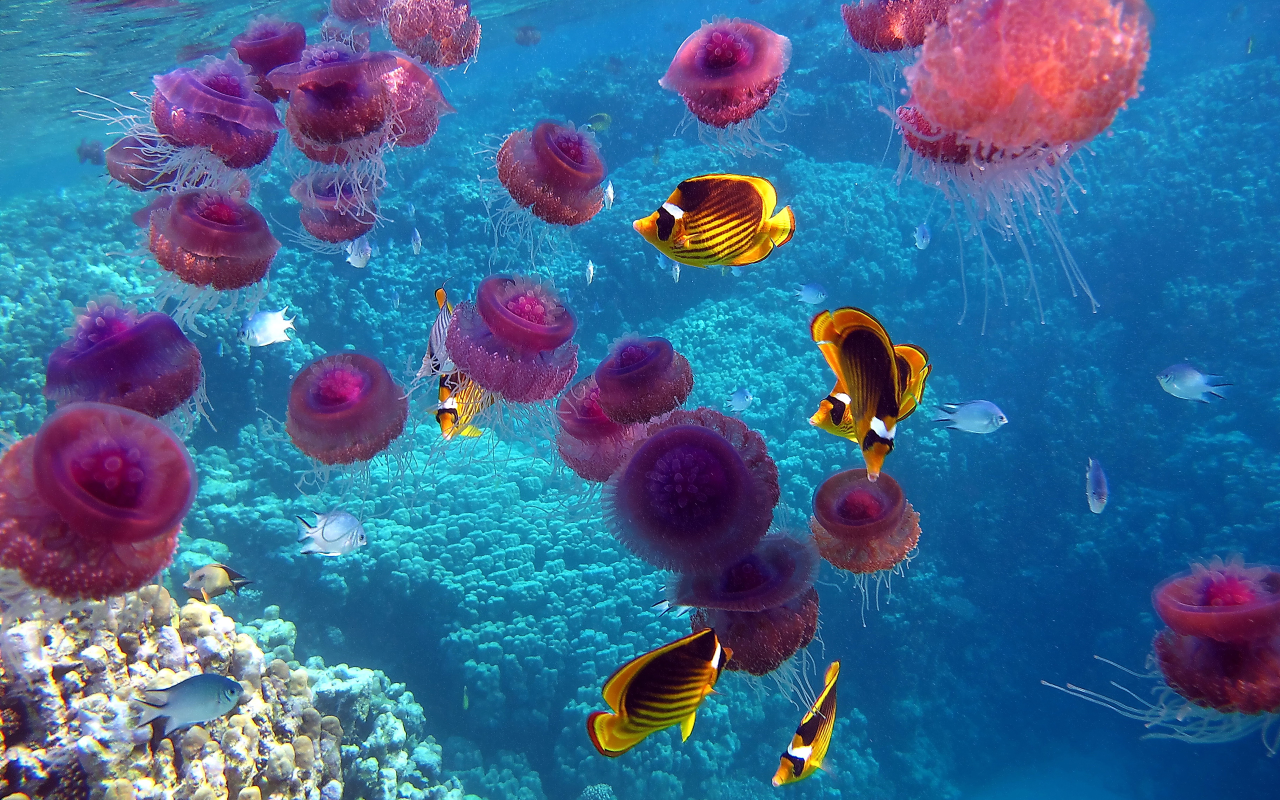 Живые обитатели океана. Медузы в Шарм Эль Шейхе. Шарм-Эль-Шейх море. Медузы красного моря. Подводный риф риф.