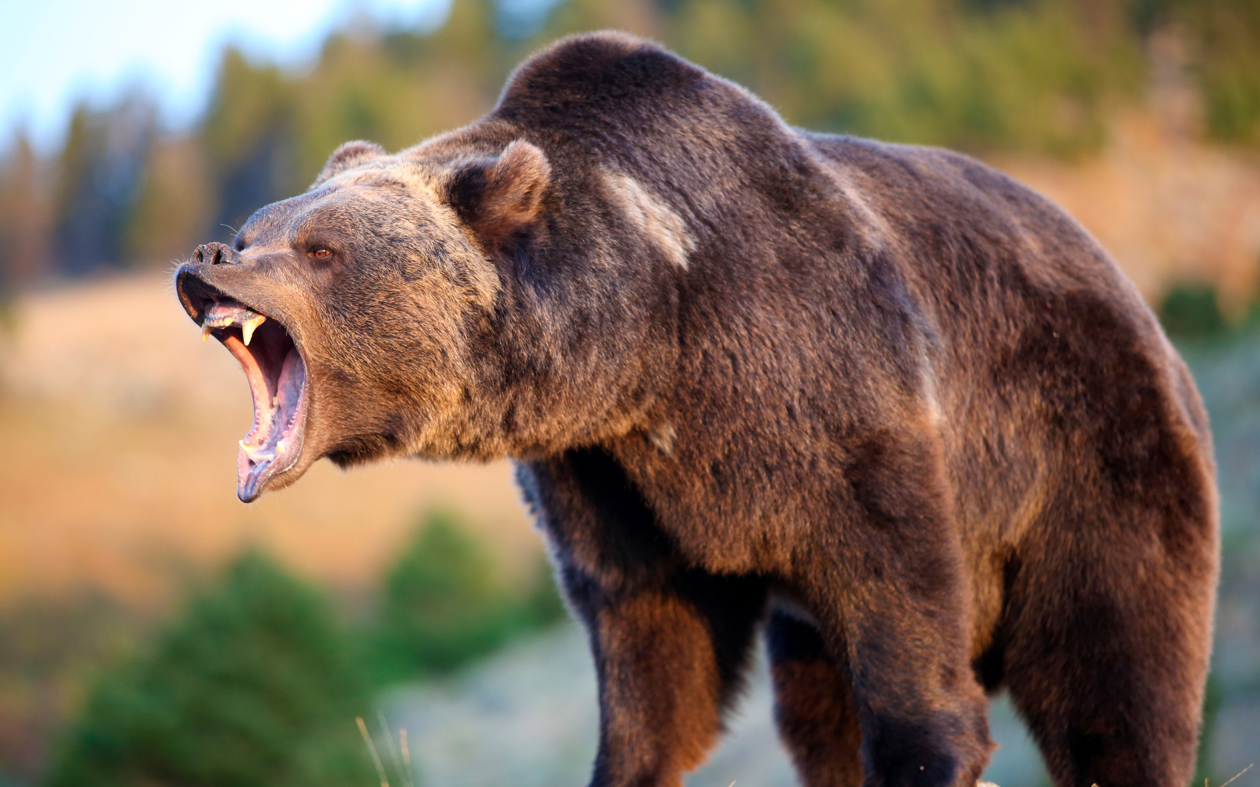 Медведь живет в степи. Северная Америка медведь Гризли. Гризли североамериканский бурый медведь. Американский медведь Гризли. Медведь Гризли злой.