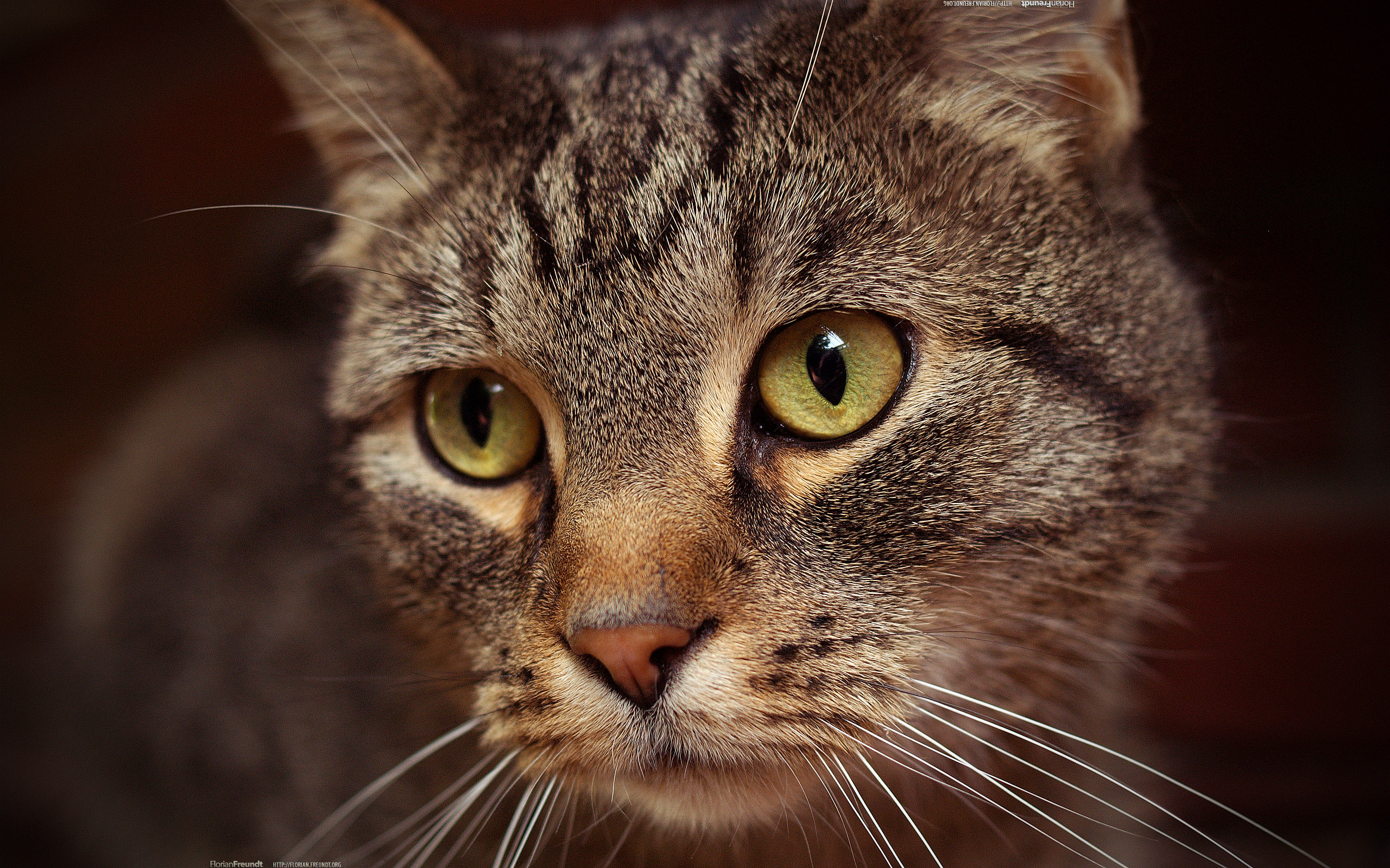 Картинки котов. Морда кошки. Красивые кошки. Красивые мордочки кошек. Коричневый полосатый кот.