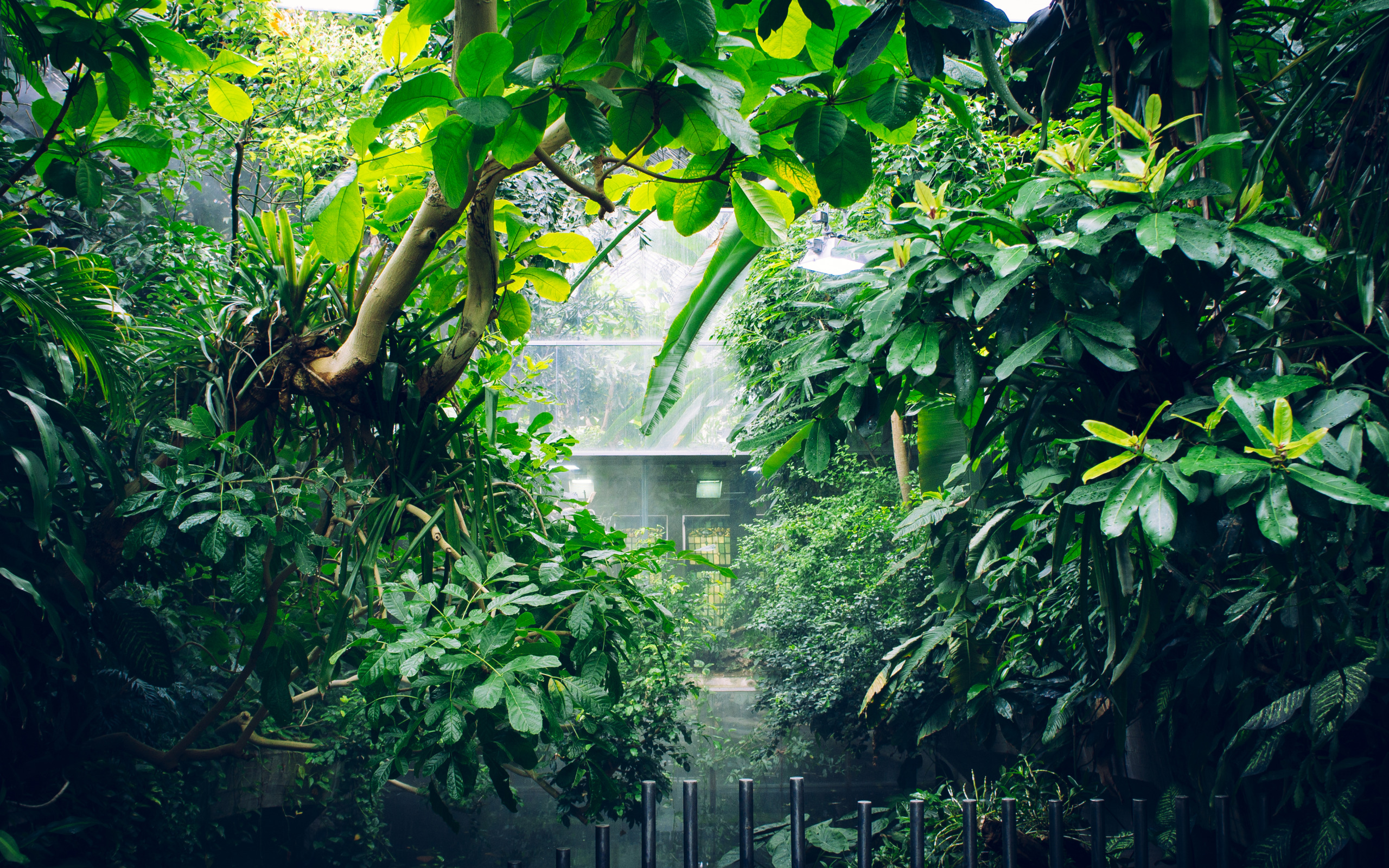 Сад джунгли. Джангл оранжерея. Оранжерея Бали. Растения Ботанический сад джунгли. Вайб листьев джунгли.