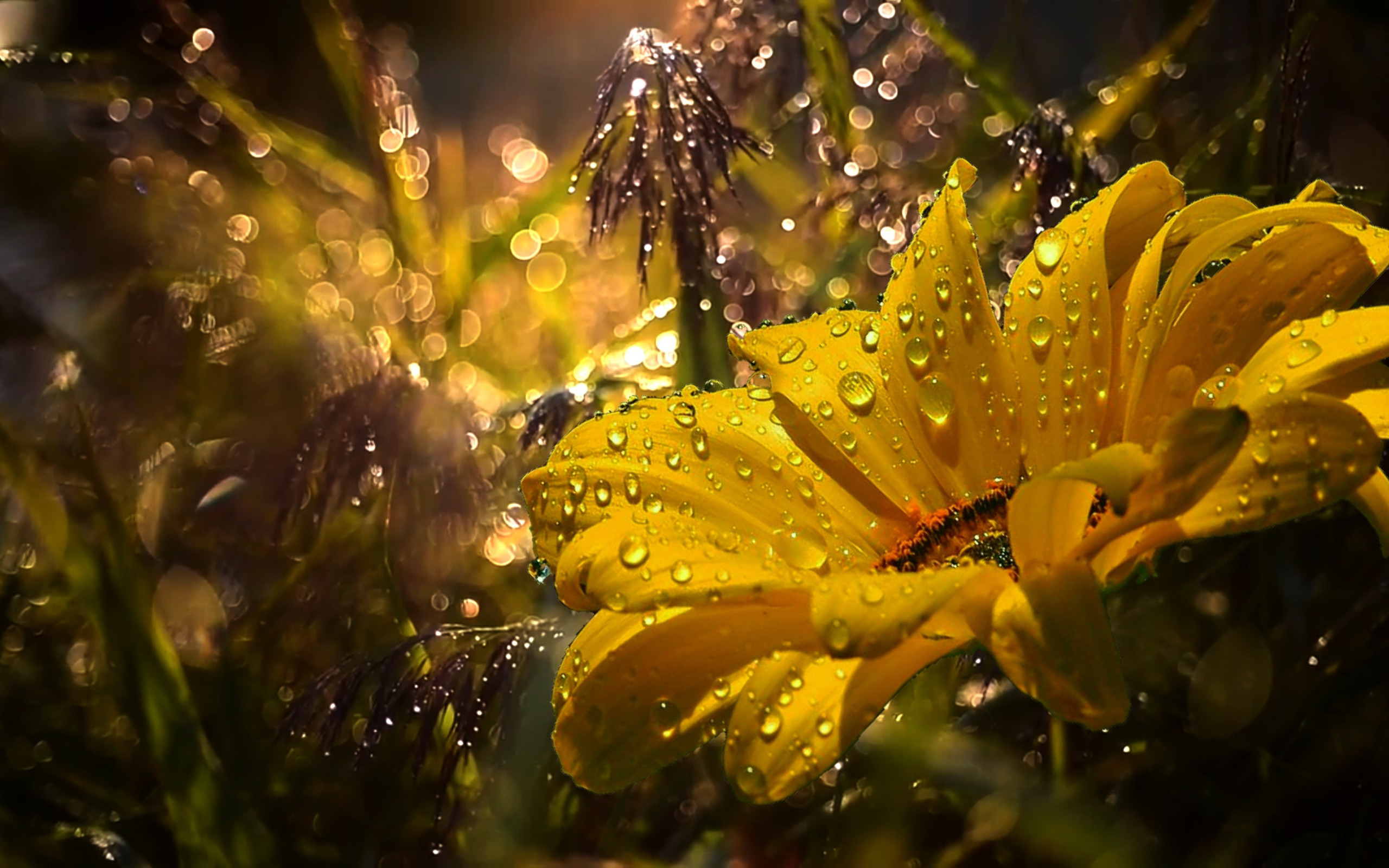 На лету роса. Летние цветы в росе. Дождевые цветы. Роса на солнце. Обои на рабочий стол дождь цветы.