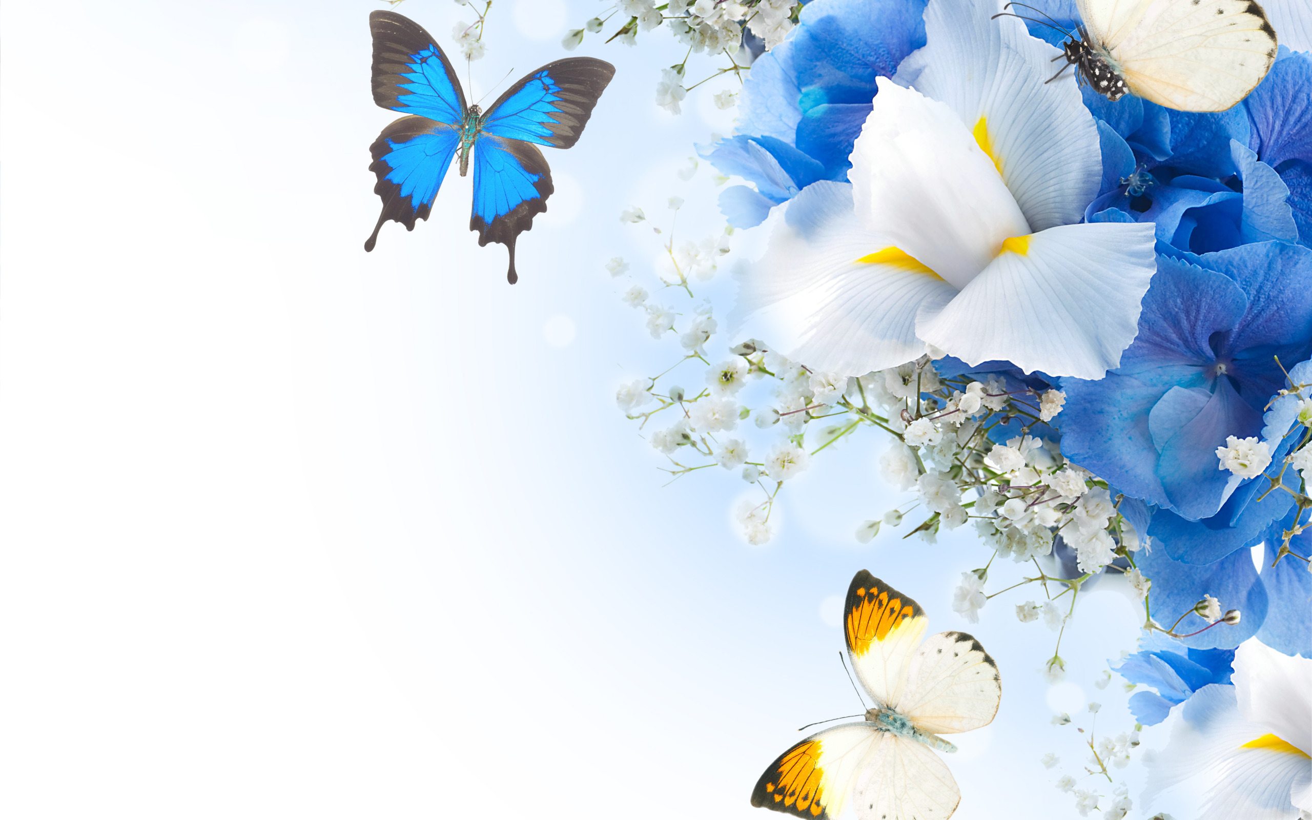 Голубые бабочки фон. Фон бабочки. Бабочка на цветке. Красивый фон с бабочками. Фон с цветами.