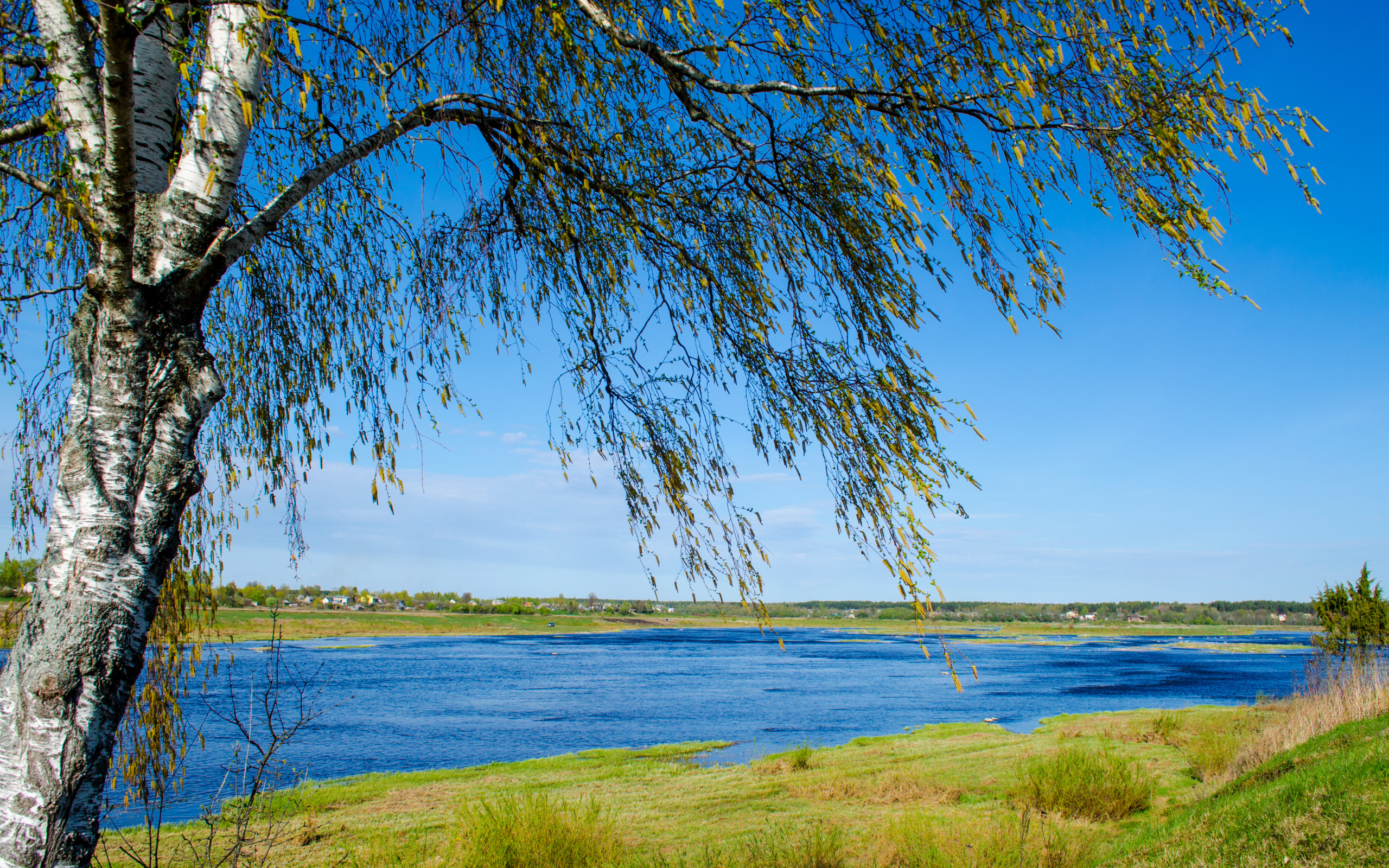 В апреле будет лето. Река Волга природа береза. Брянск река Березка. Река Волга березы. Волга река Березка.