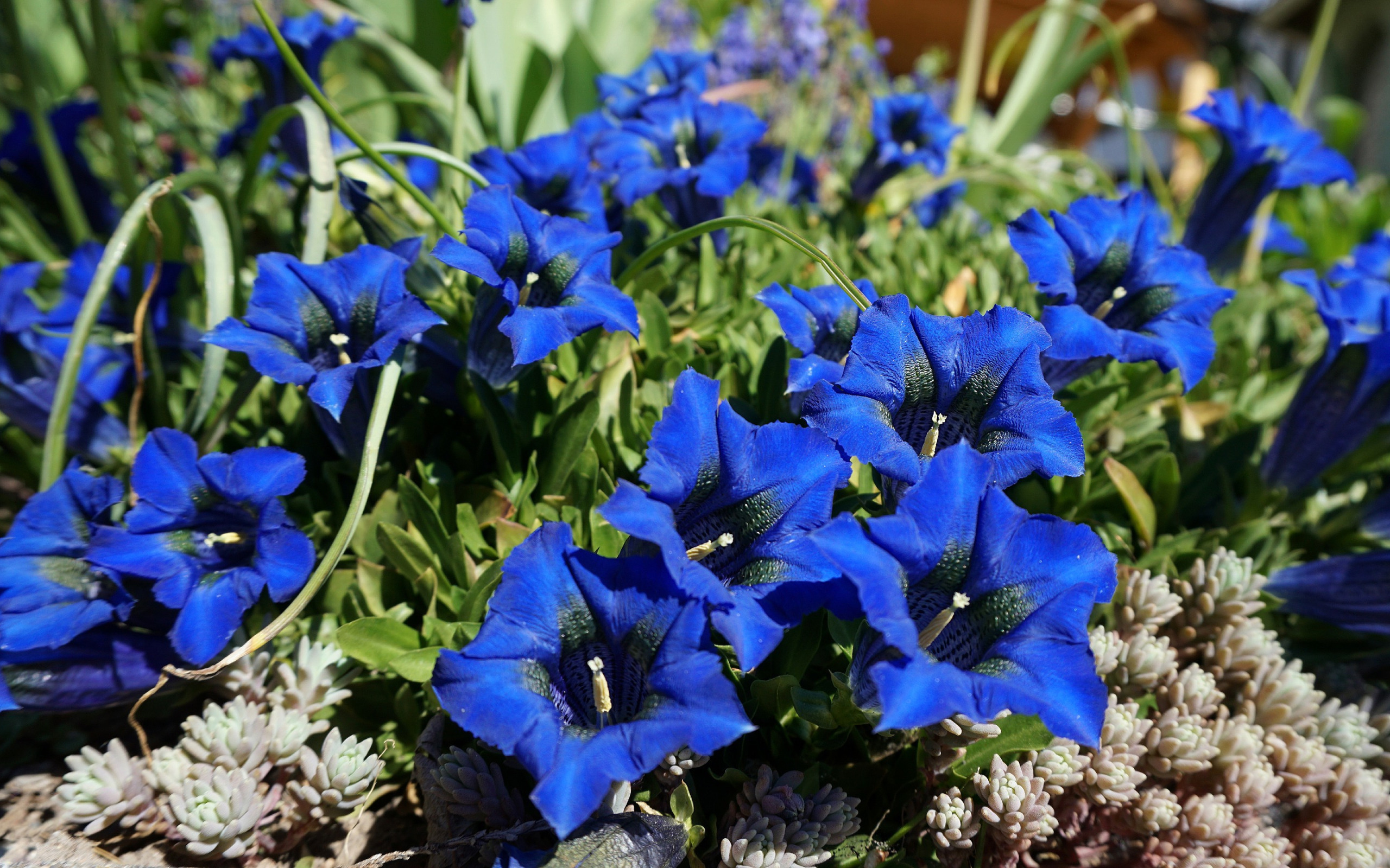 Кампанула голубой ангел. Цветы однолетки колокольчиками. Голубые садовые цветы. Колокольчик синий.