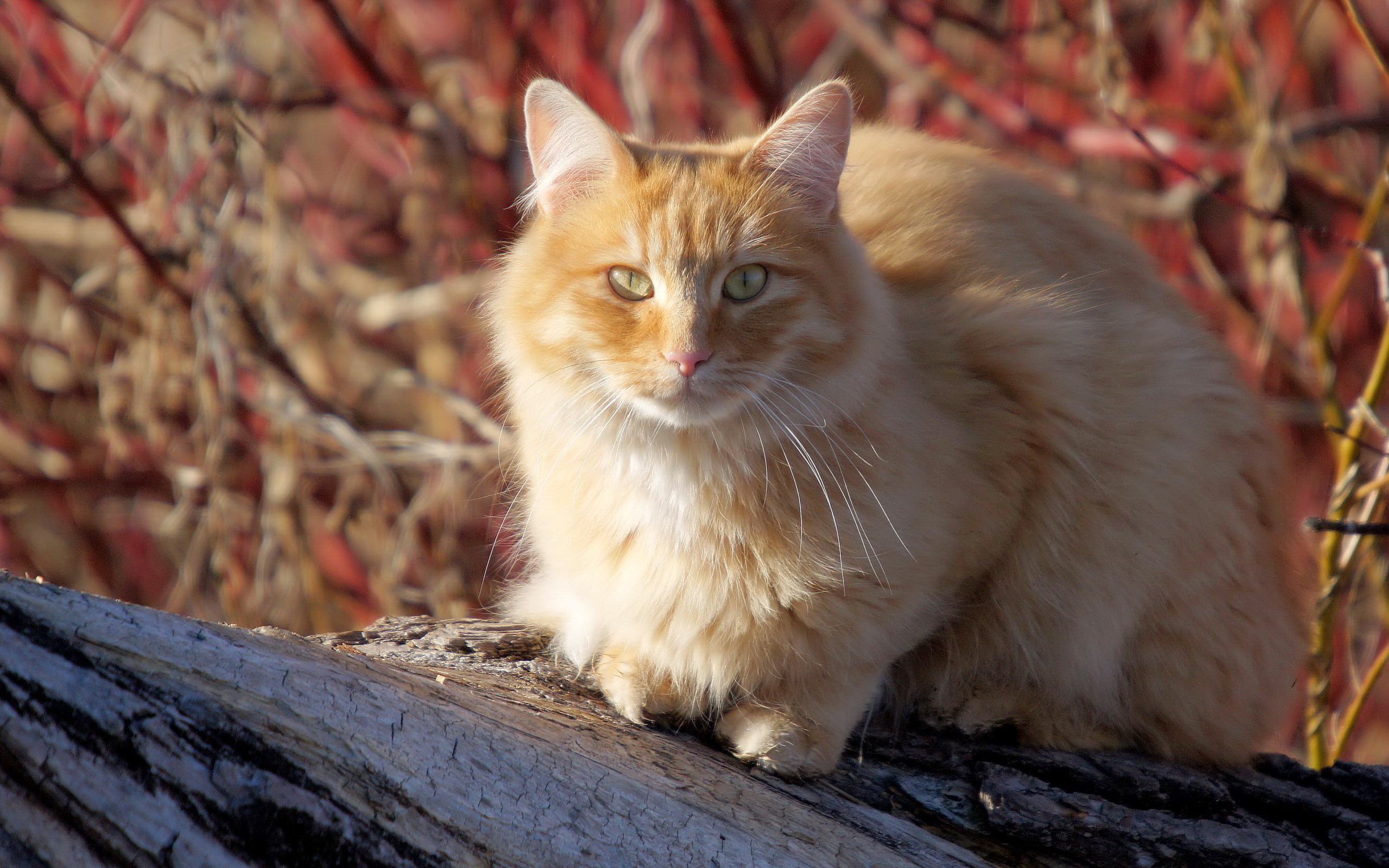 Кошка лет фото. Кошка Мейн кун. Рыжая пушистая кошка. Светло рыжая кошка. Бледно рыжий кот.