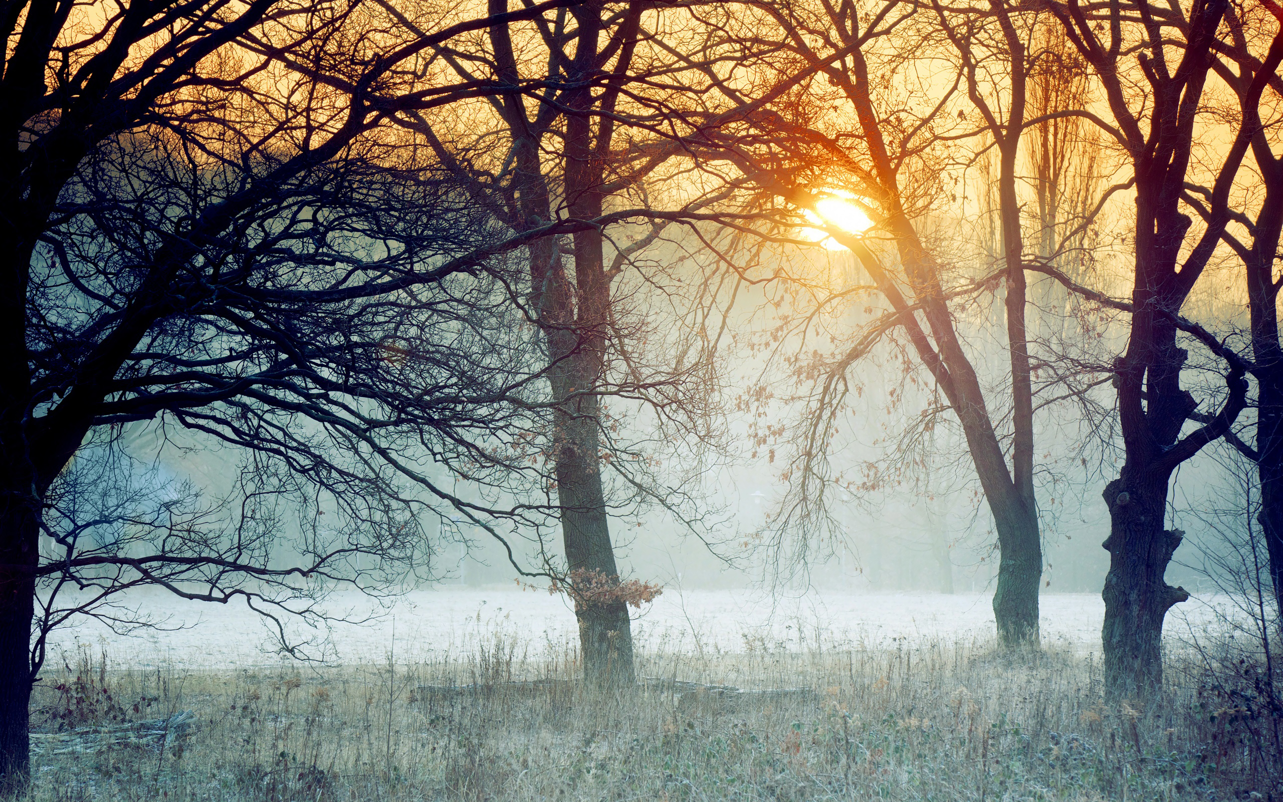 Осенние холодные туманы. Поздняя осень солнце. Весенний лес в тумане. Деревья в тумане. Туманное утро.