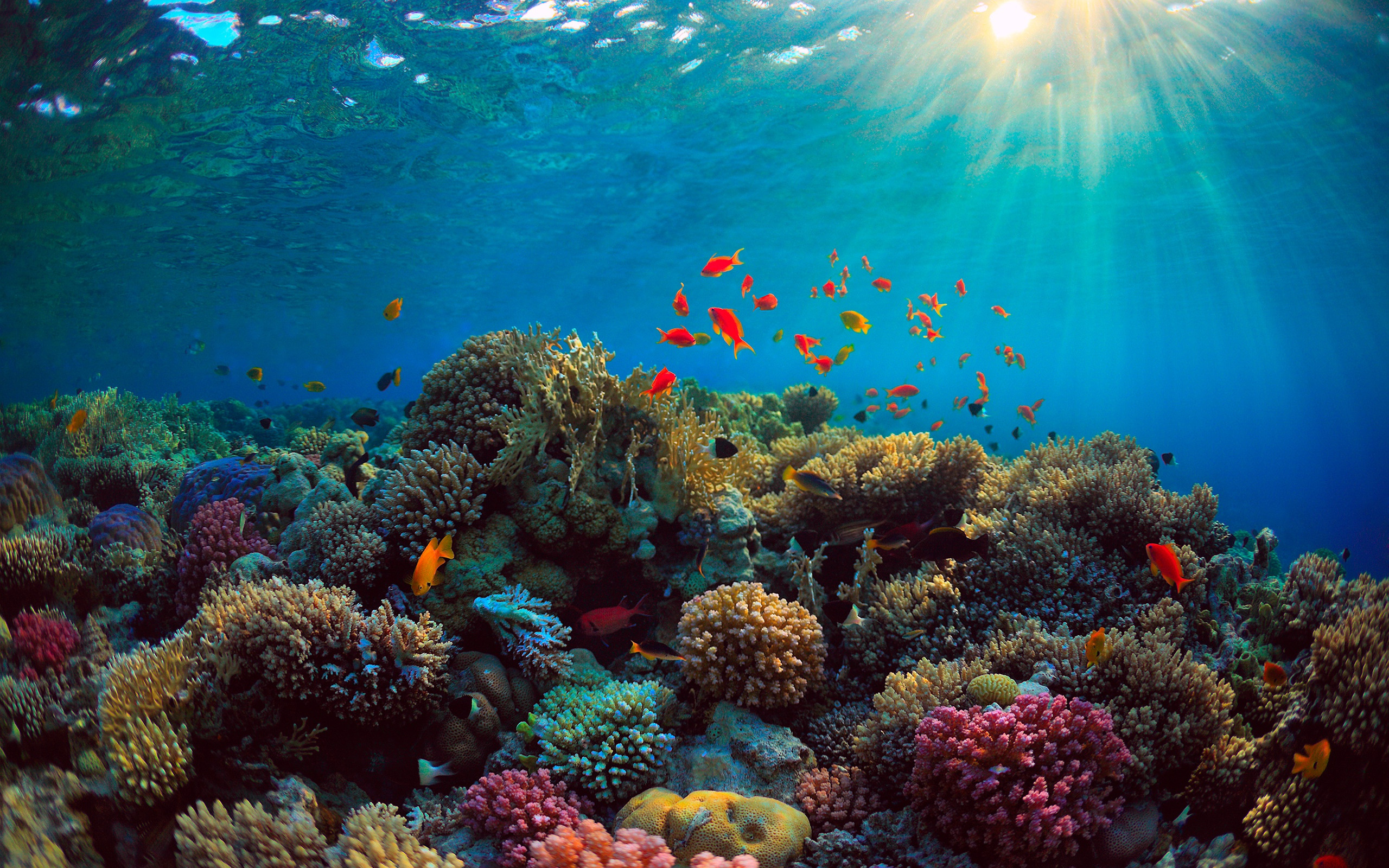 Природа подводный мир. Коралловые рифы красного моря. Таити коралловые рифы. Раджа-Ампат рифы. Подводный риф красного моря.