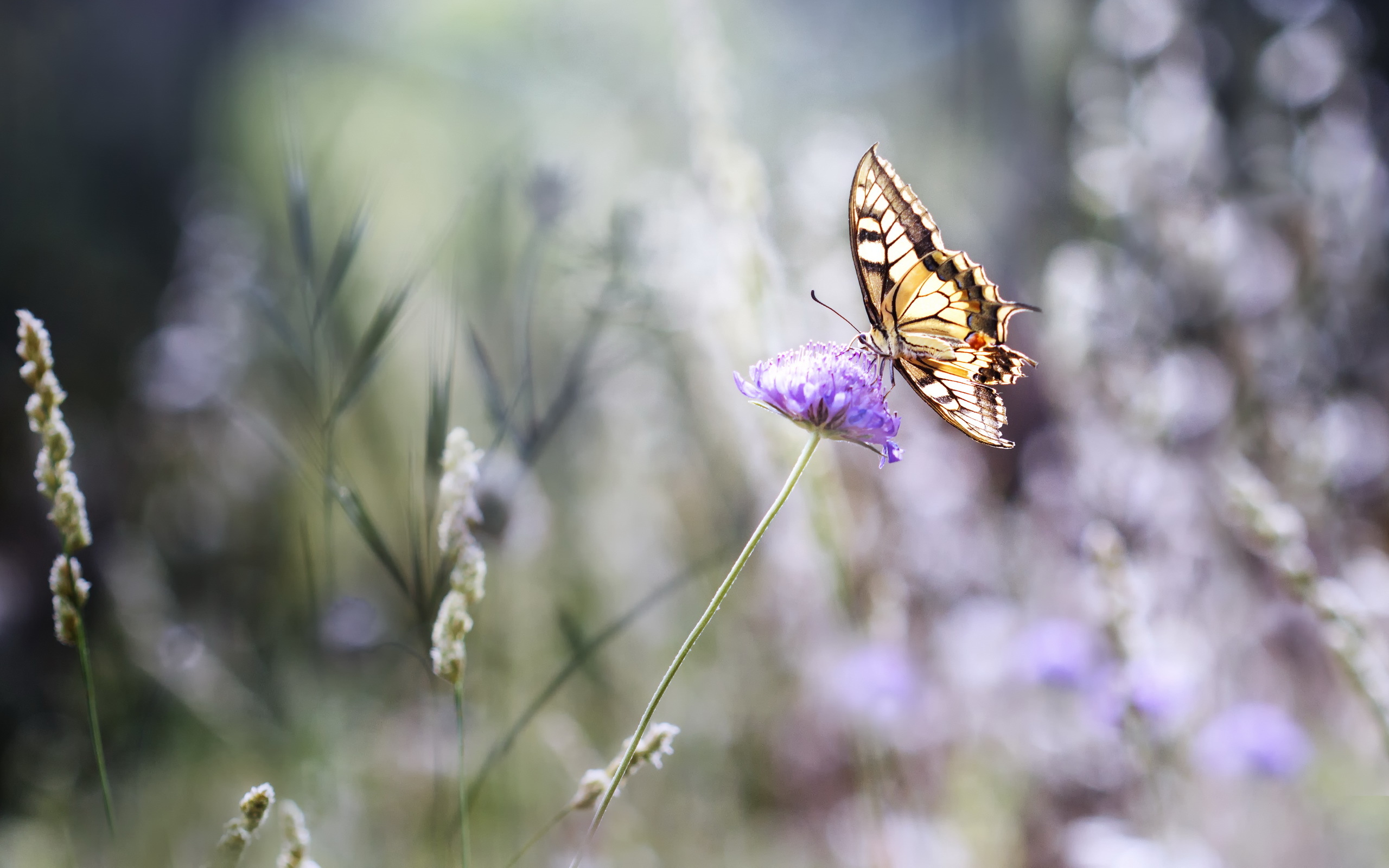 Увидеть бабочку весной. Лето бабочки. Бабочка на цветке. Бабочки в природе. Нежные бабочки.