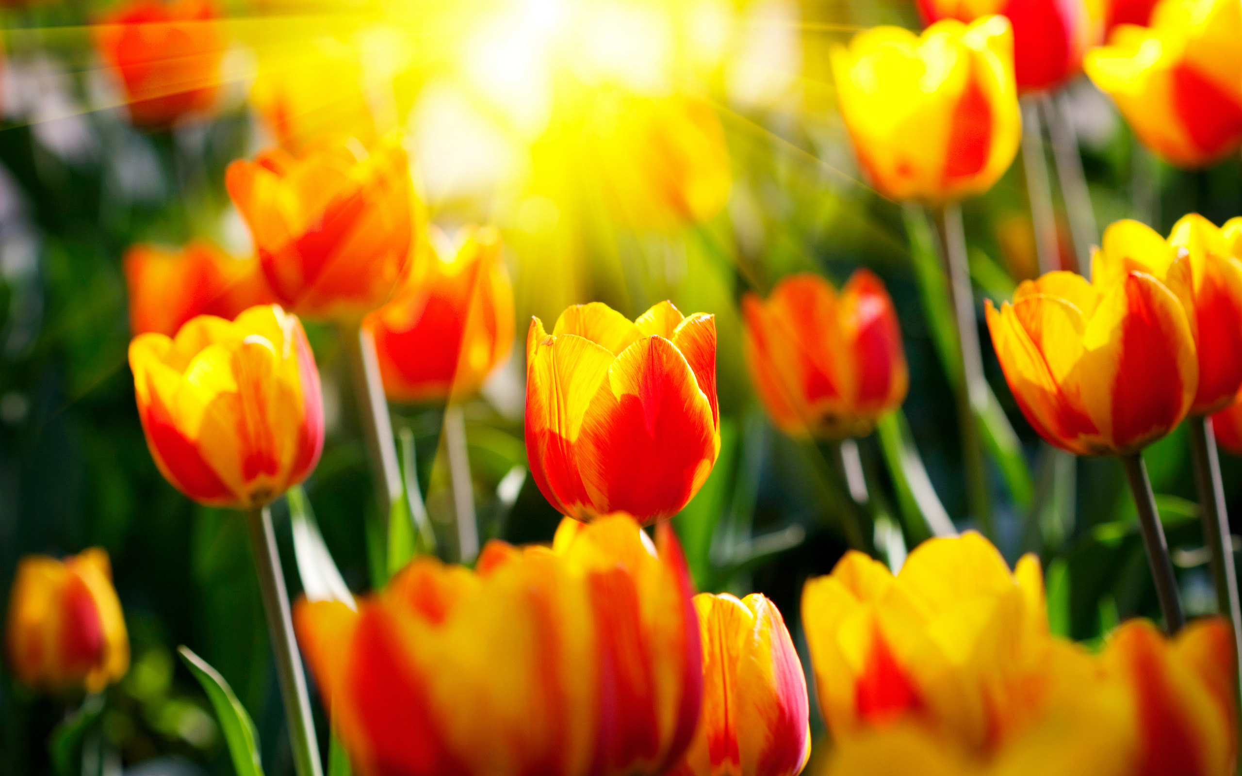 Обои с тюльпанами на телефон. Цветы тюльпаны. Яркие цветы. Весенние тюльпаны. Красивые яркие цветы.