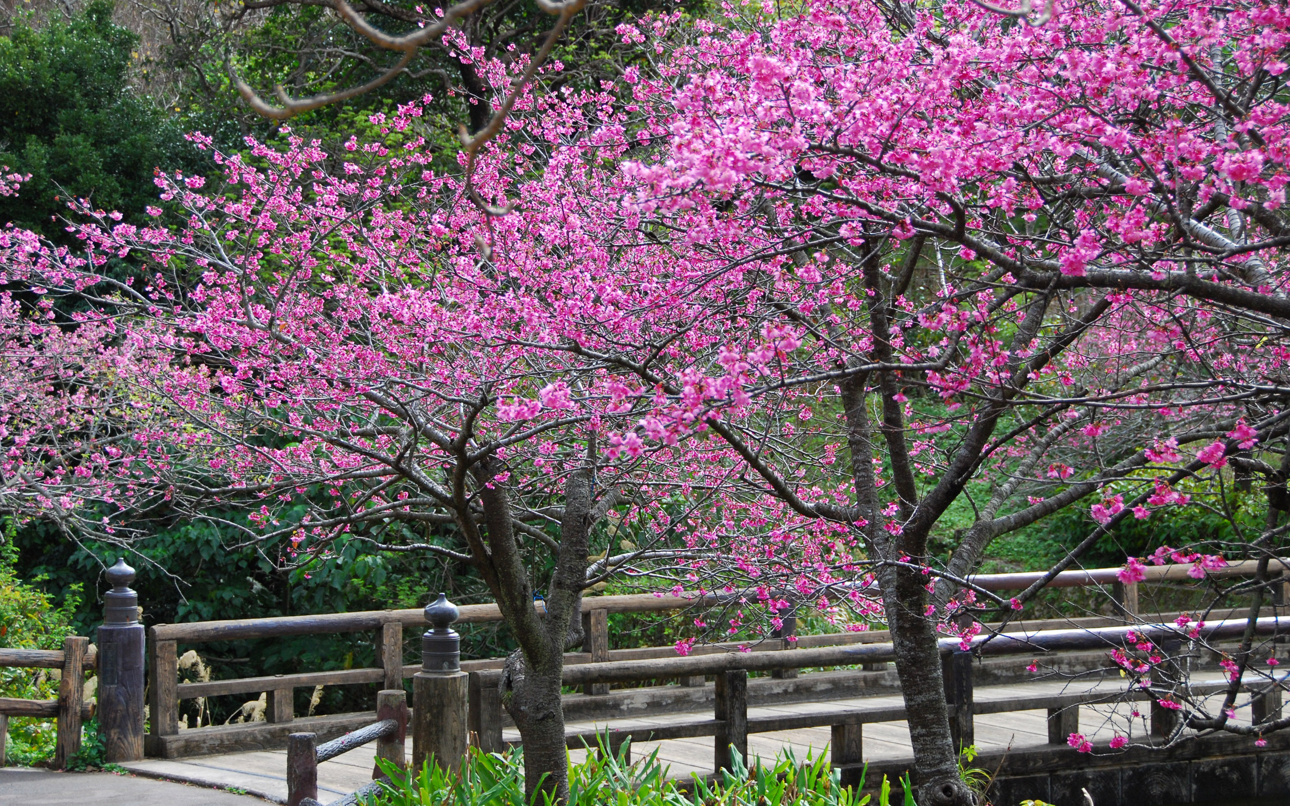 В чем заключается цветение в жизни растения. Японская слива цветение. Акация Сакура. Цветение Сакуры в Японии сады. Сакура цветение растения.