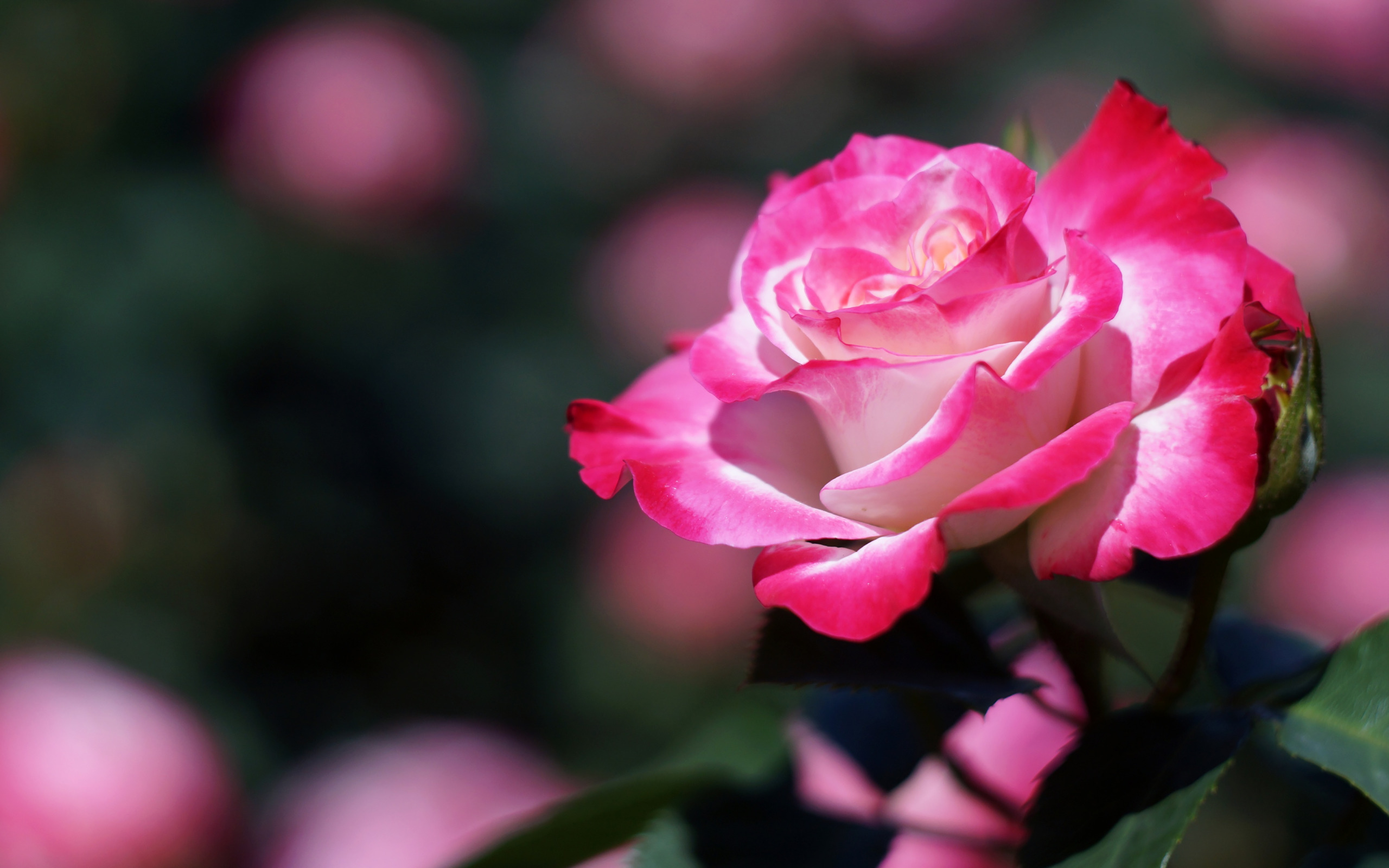 Розовые розы год песни. Темно розовые розы.