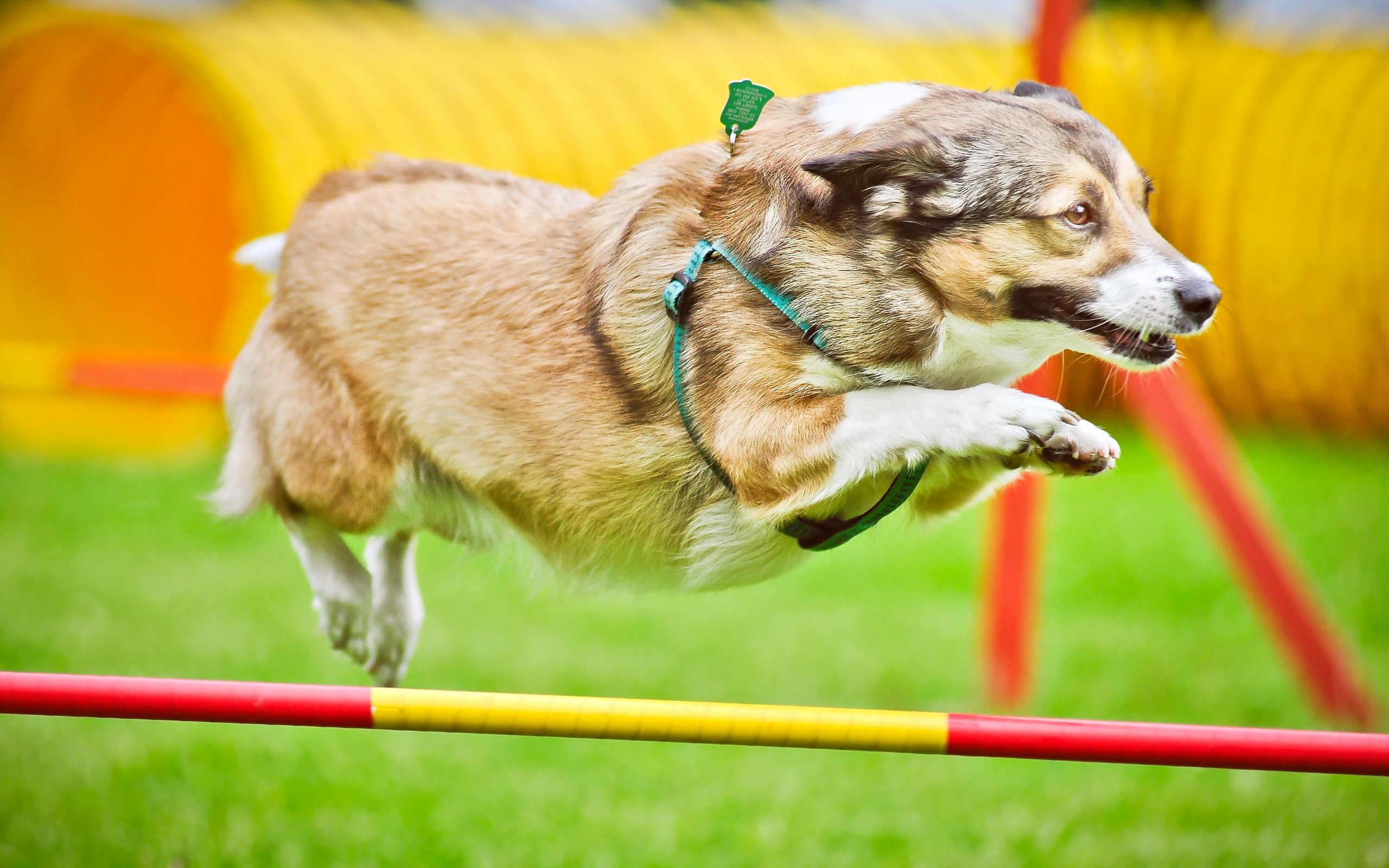 Собака бегает по кругу. Беговая собака. Собачьи бега. Спортивные собаки. Собака бежит.