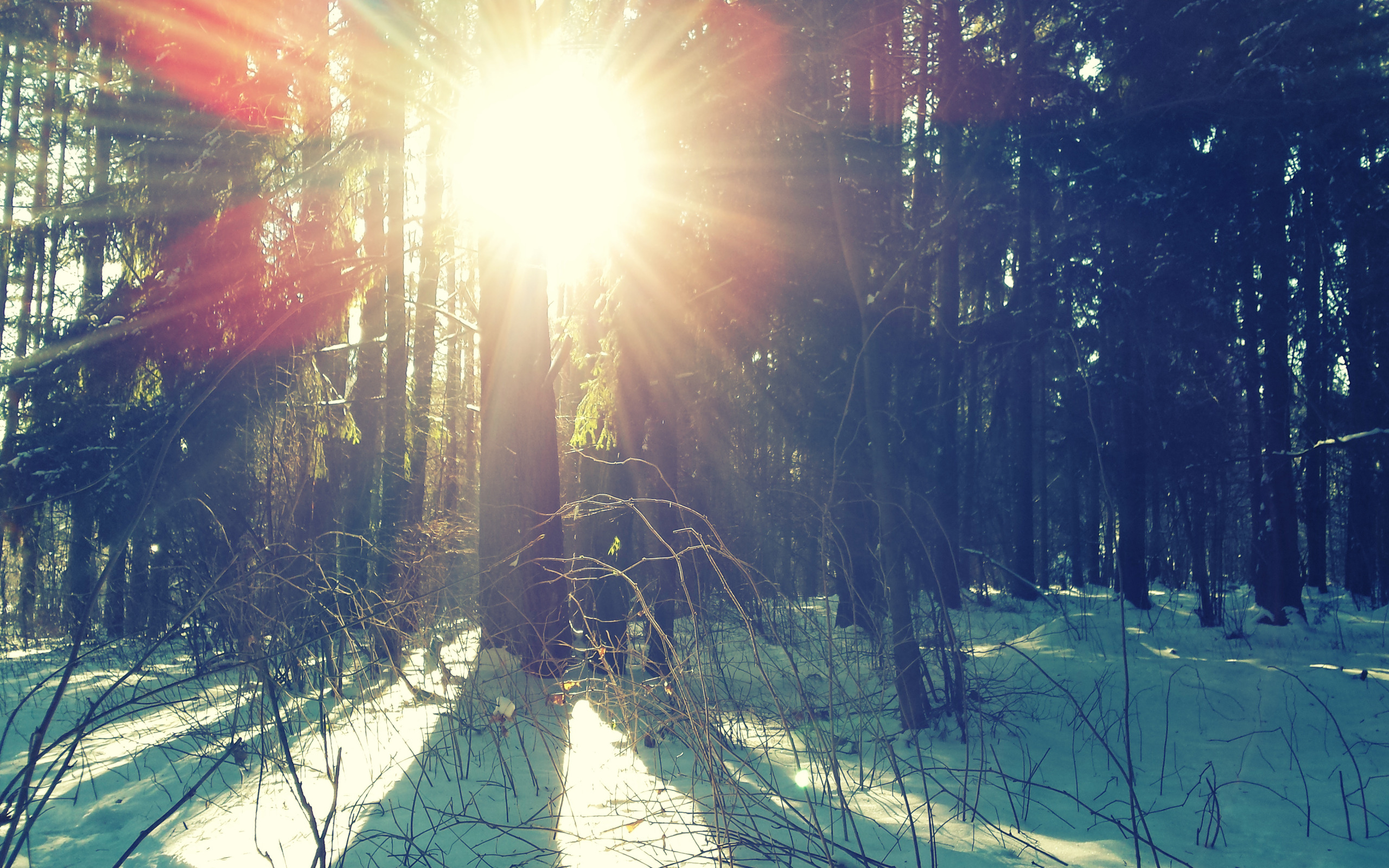 Лес солнце и звезды. Солнце зимой. Зима лес солнце. Зимний рассвет.