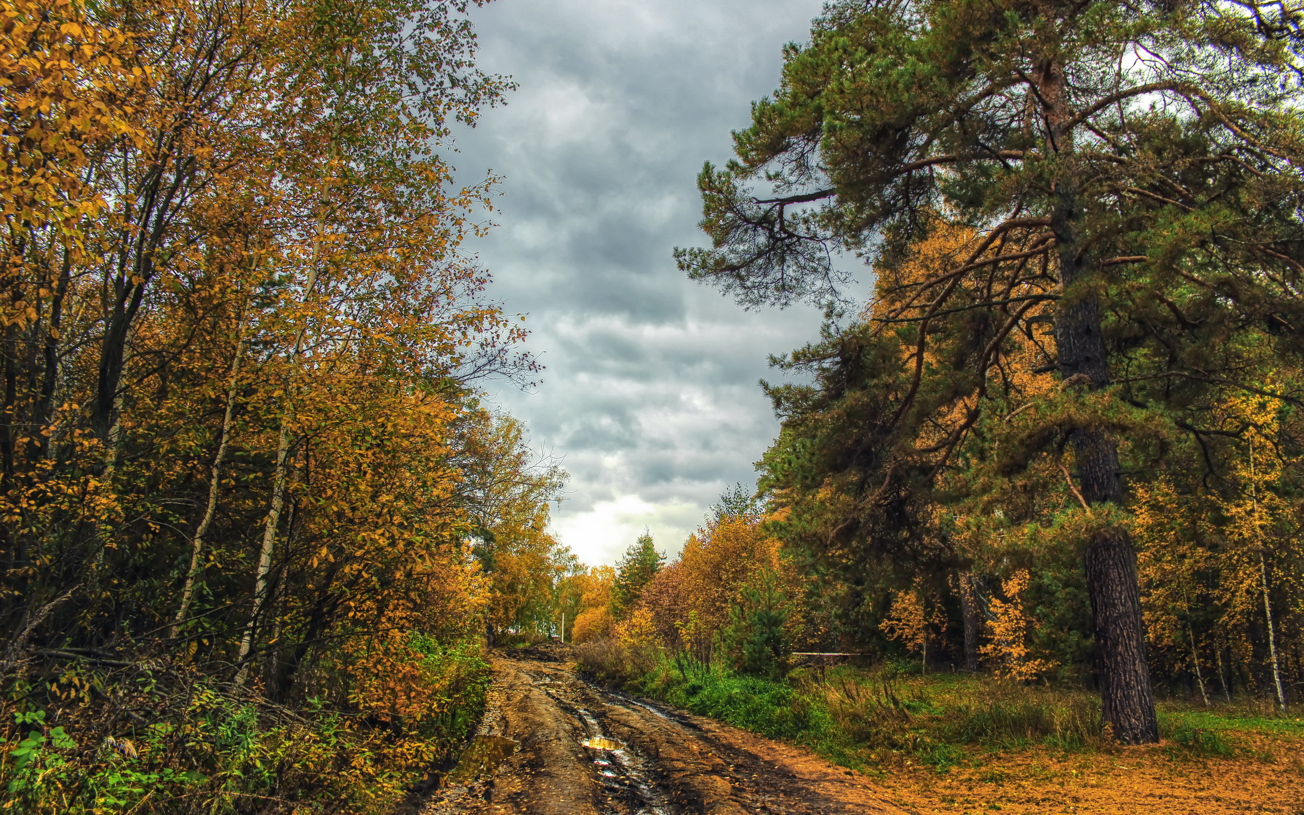 Поздний х. Тума Рязань лес. Пейзаж осени. Лесная дорога. Осенняя дорога.