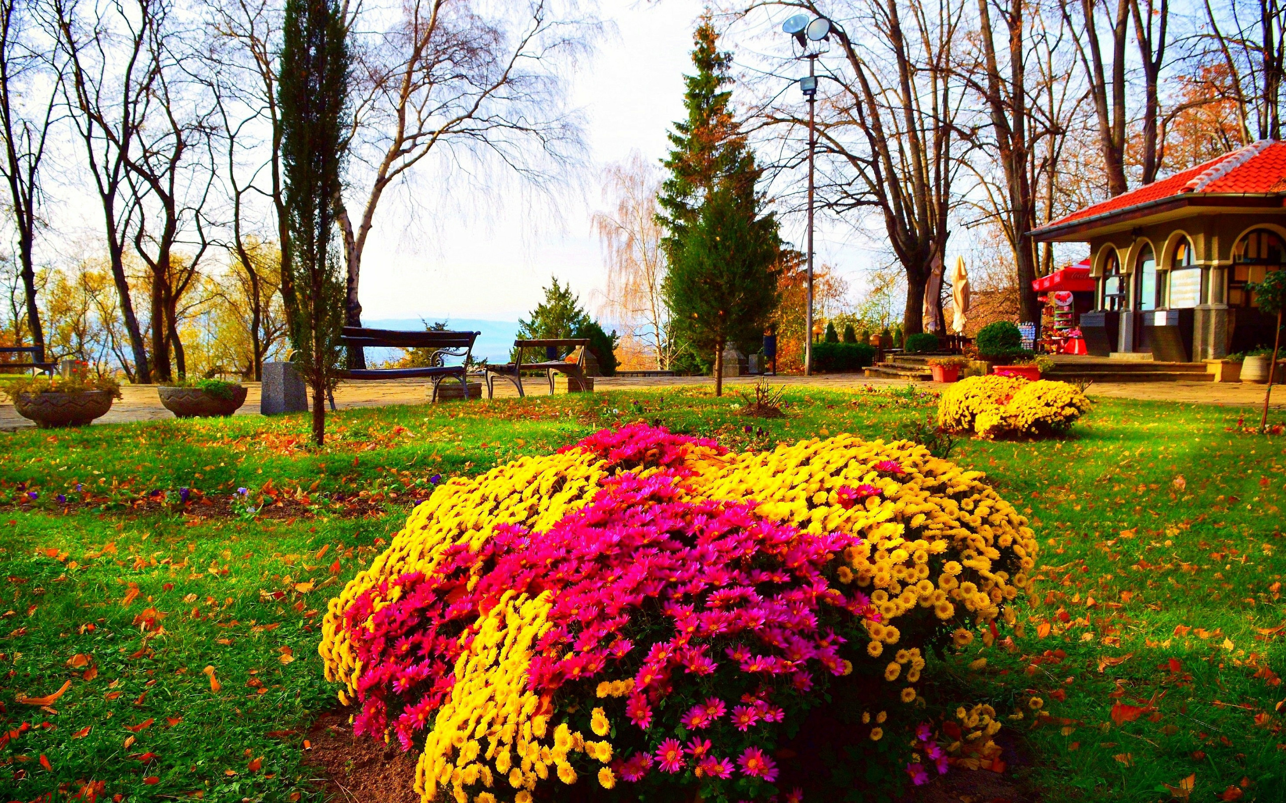 Осенние цветы природа. Цветник осенью. Осенние хризантемы в саду. Осень в саду. Цветник в сентябре.