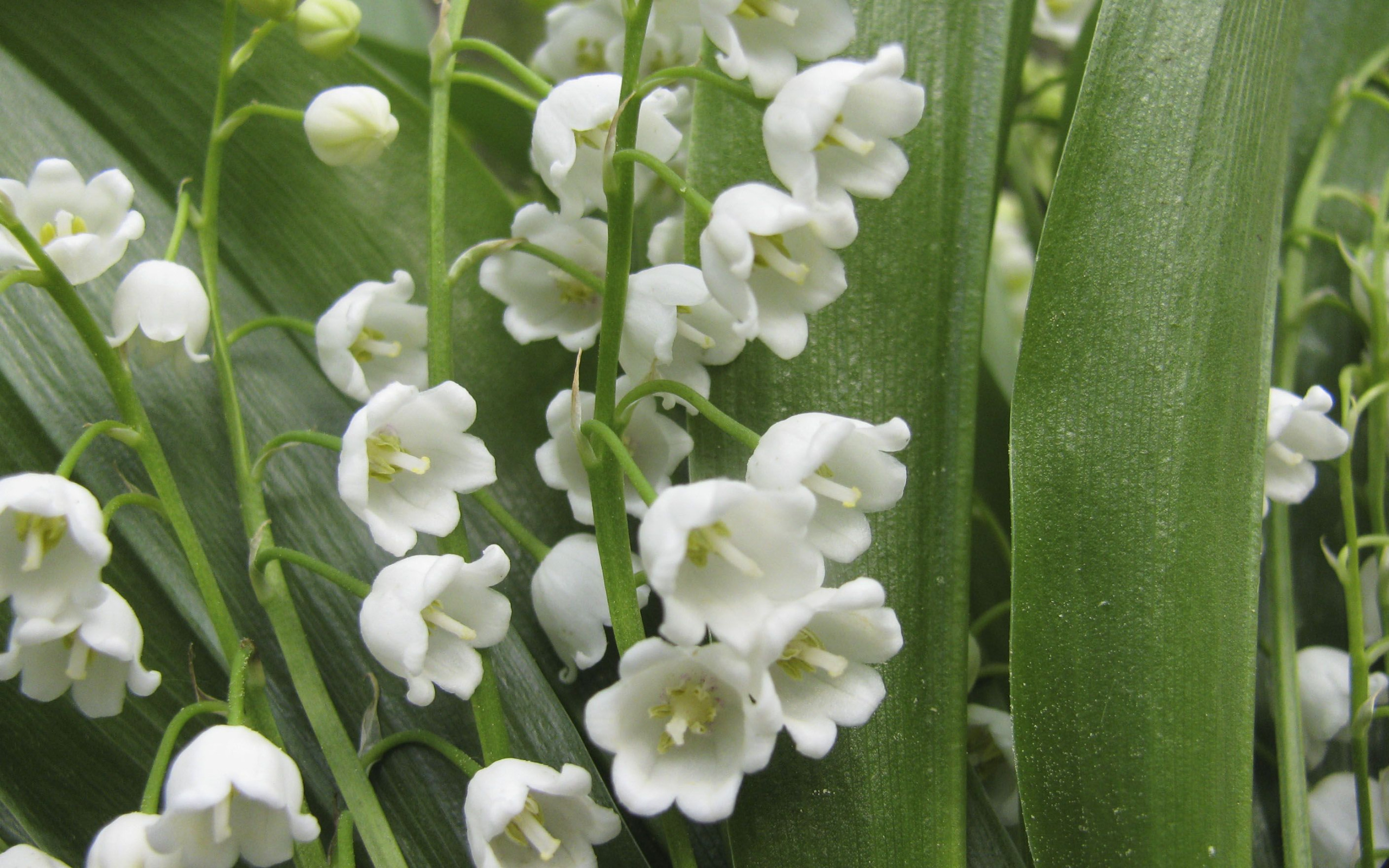 Белые весенние цветы названия и фото