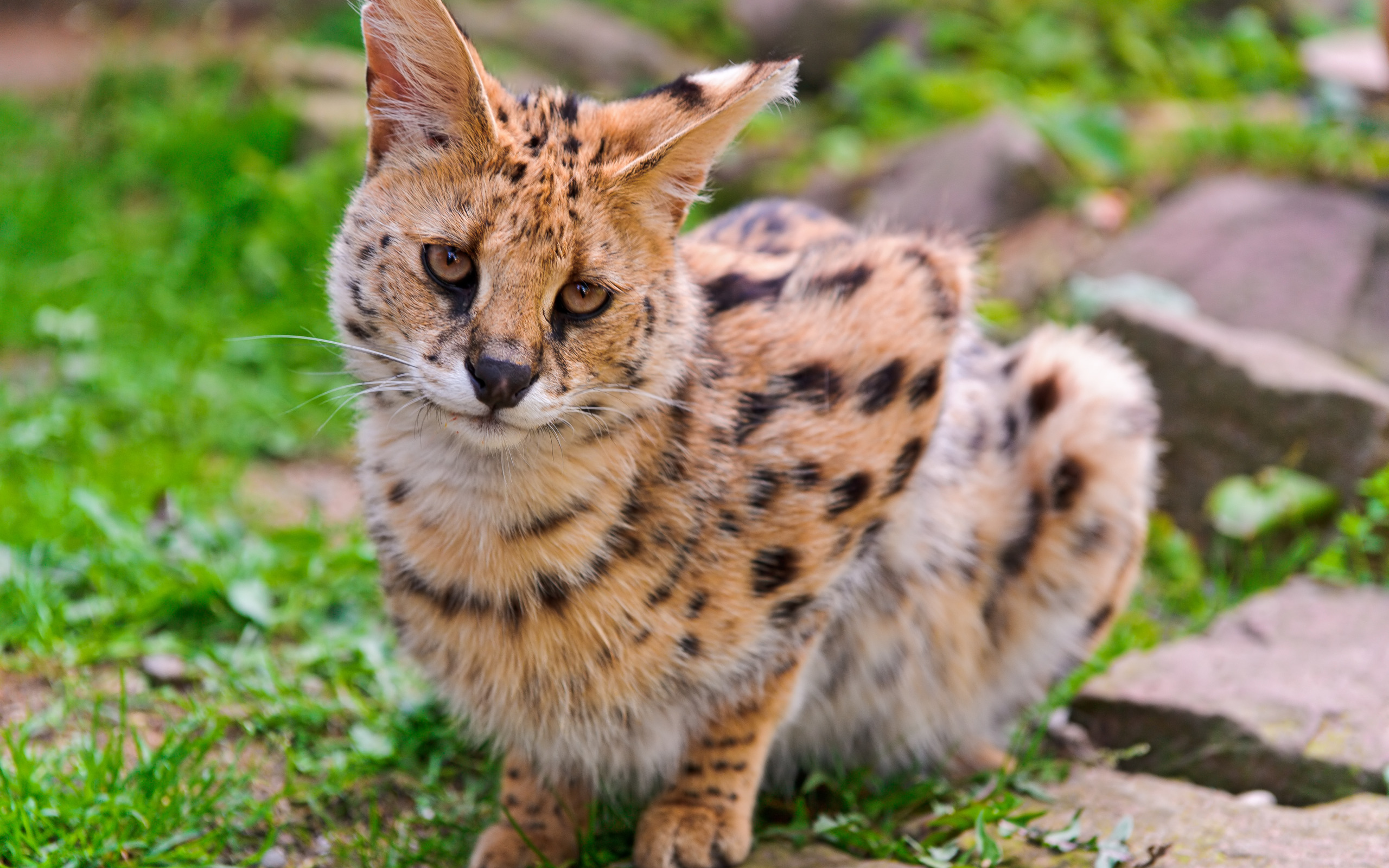 Сервал African wild cat, African serval cat, Exotic cats
