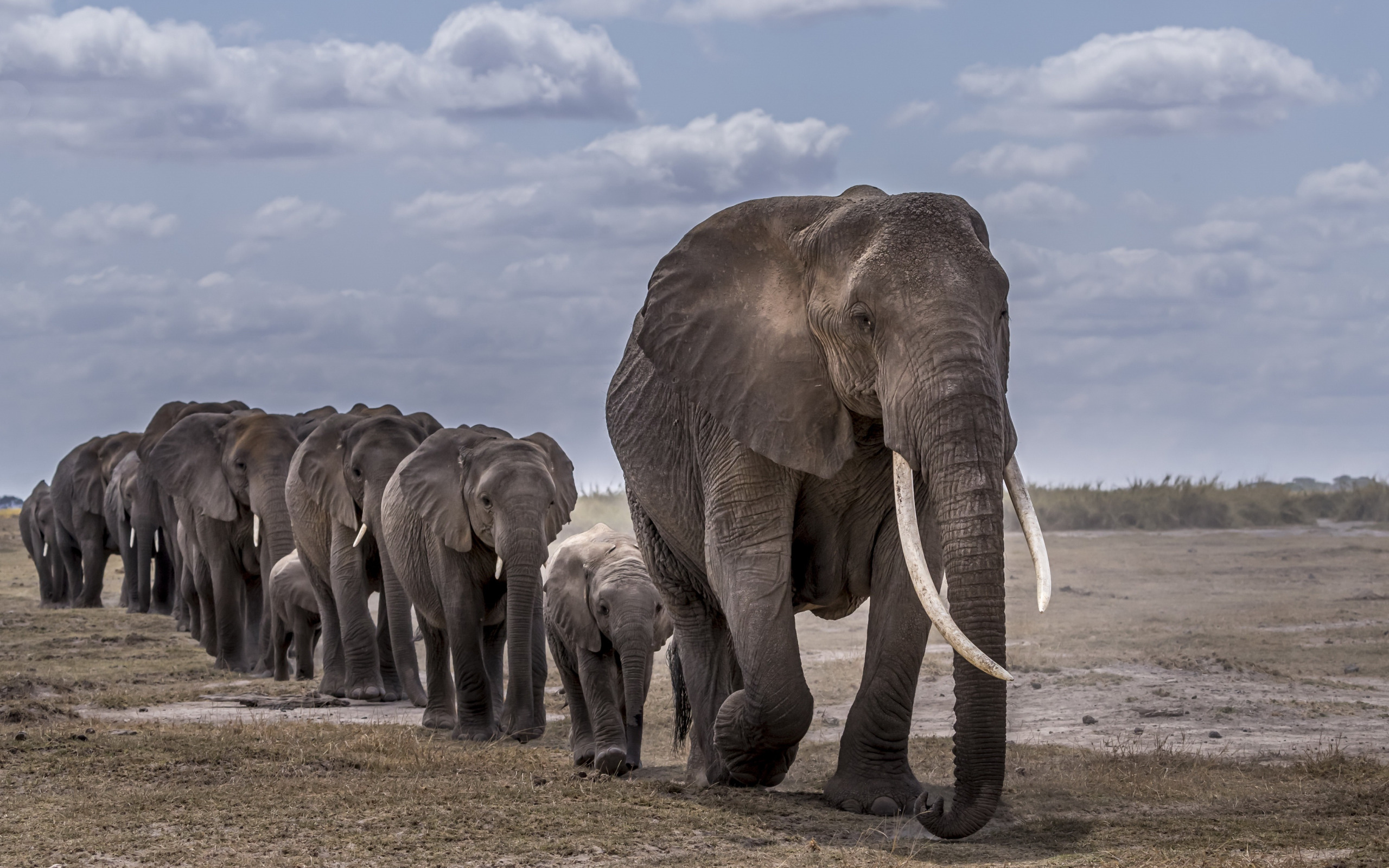 Слоновье стадо. Африканский саванский слон. Африканский слон слон. Mammuthus sungari. Саванный слон рекорд Гиннесса.