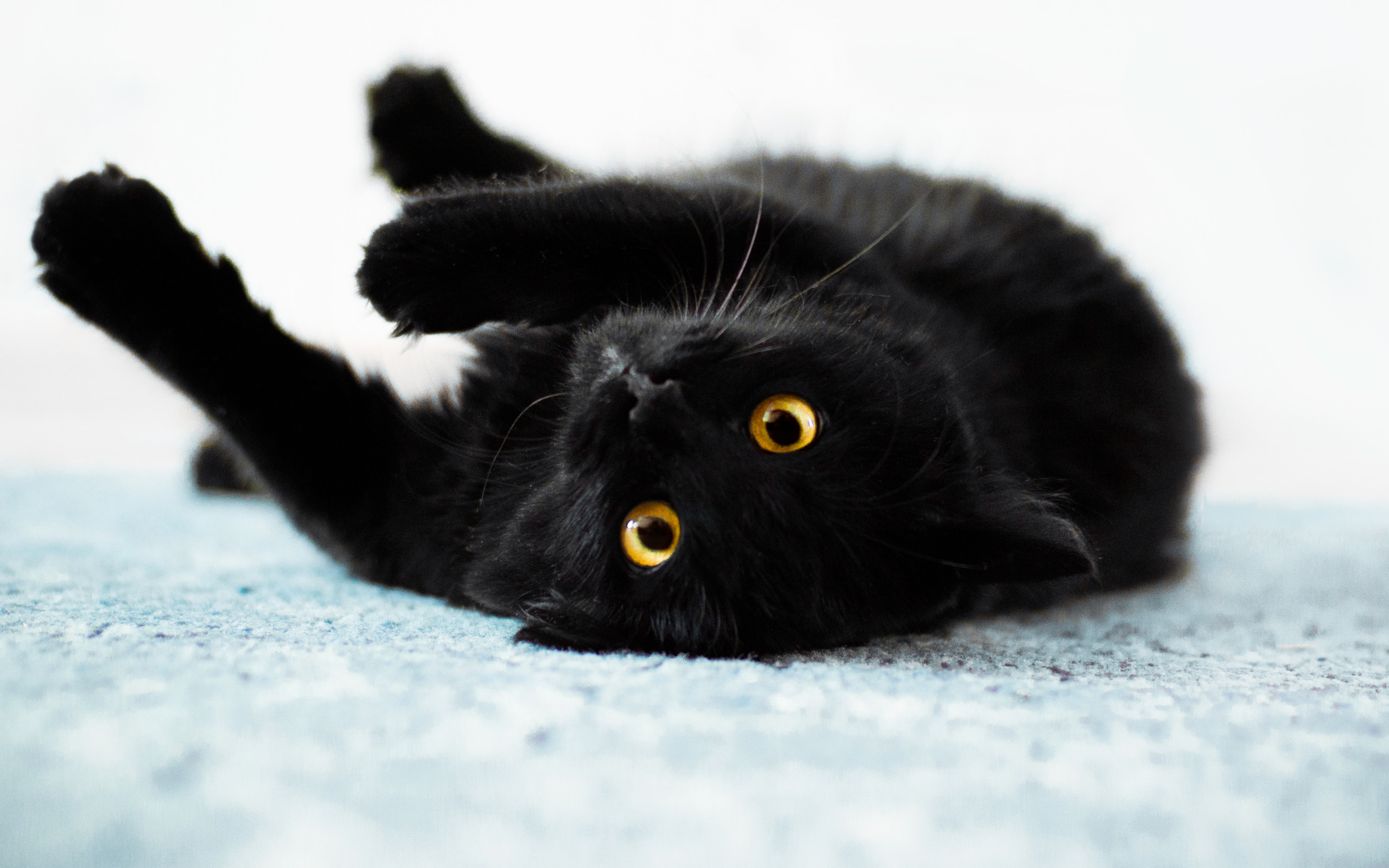 Черные кошки 10. Шотландская вислоухая кошка черная. Чёрный кот. Черные коты. Красивый черный кот.