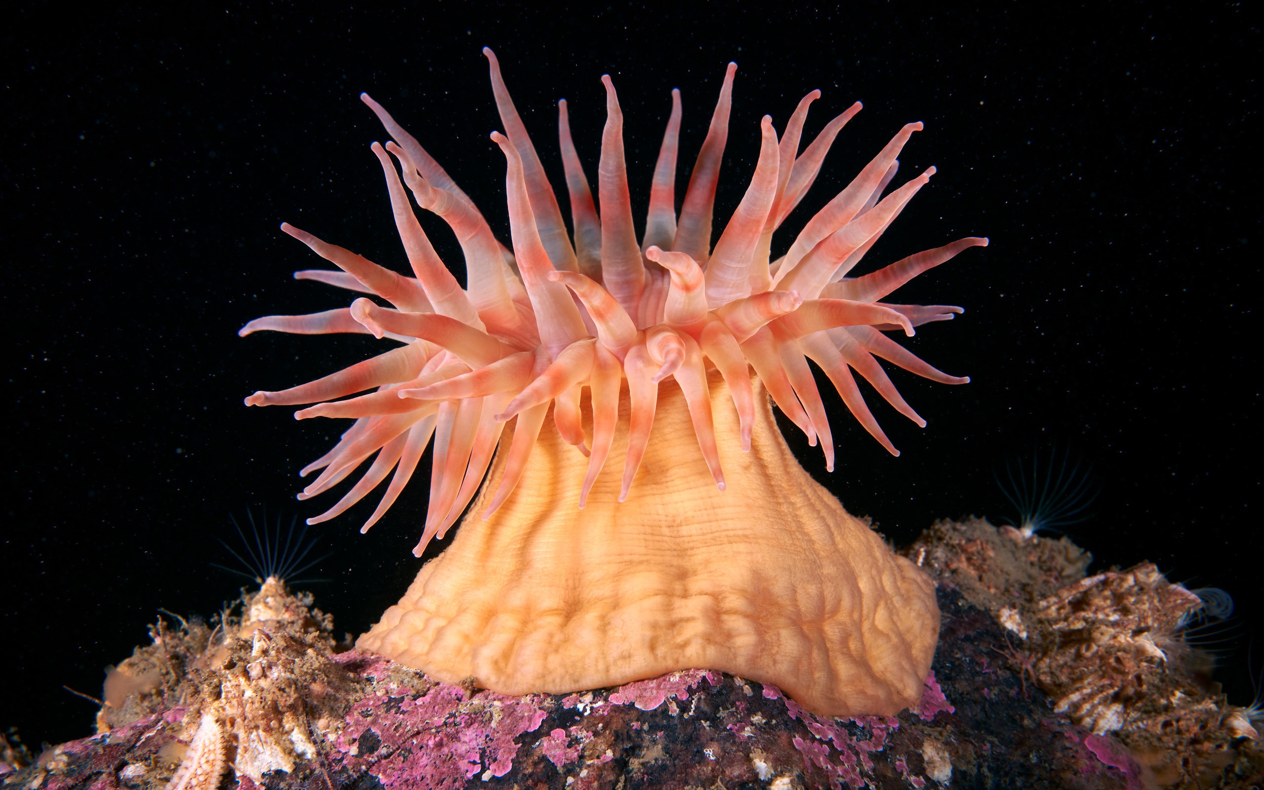 Море живое существо. Коралловые полипы актинии. Коралловые полипы Кишечнополостные. Морская анемона актиния. Актиния Кишечнополостные.