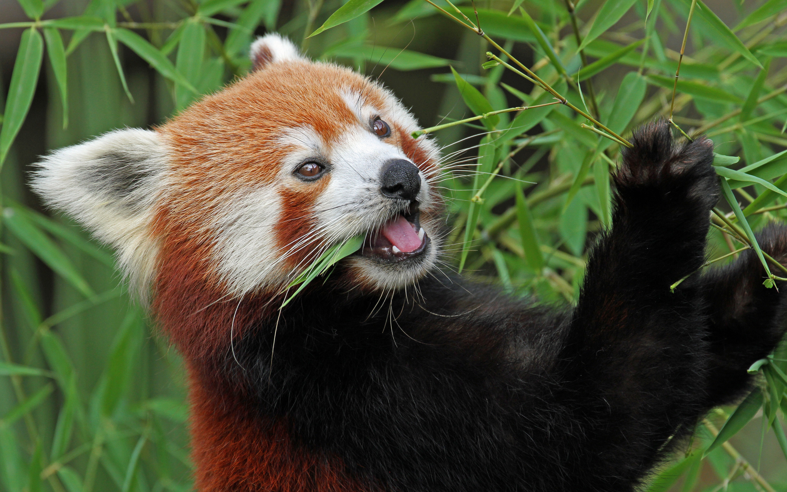 Red panda. Гималайская красная Панда. Красная Панда малая Панда. Красная бамбуковая Панда. Малая Панда Стайана.