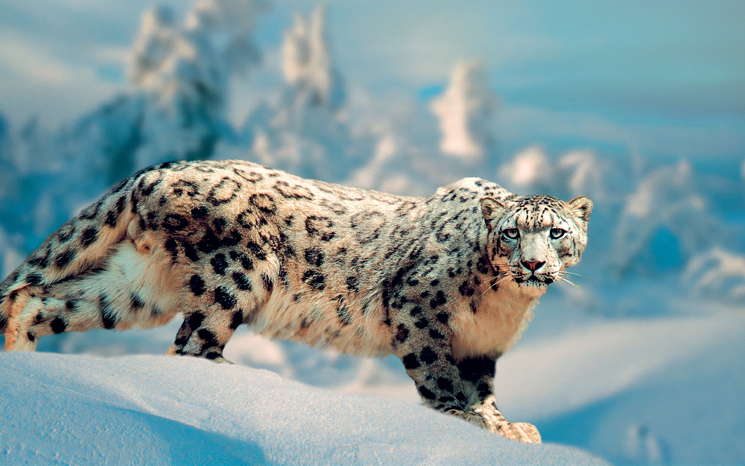 Сколько живут снежные барсы. Снежный Барс (Ирбис, снежный леопард). Ирбис горный леопард. Снежный Барс в Гималаях. - Снежный Барс (Panthera uncia.