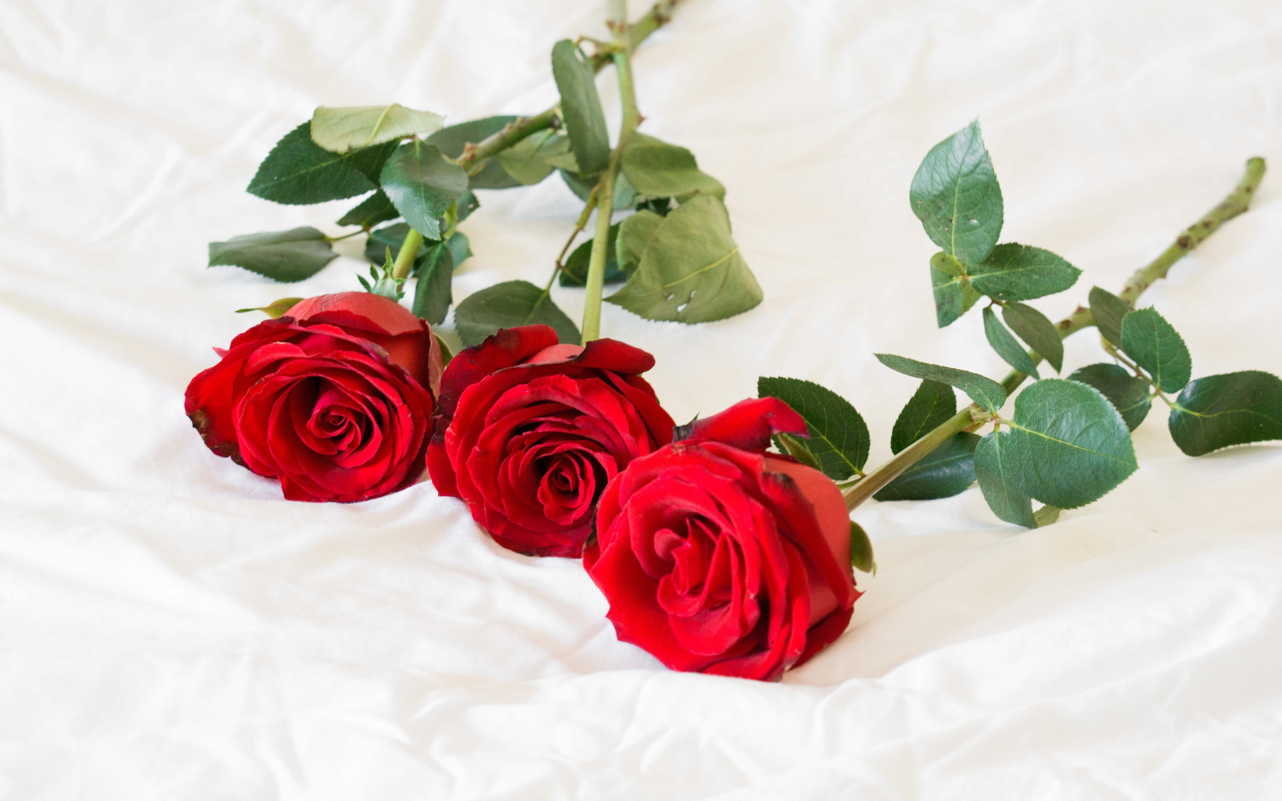 Розы 3 цветка. Красные розы. Три розы. Розы лежат на столе.