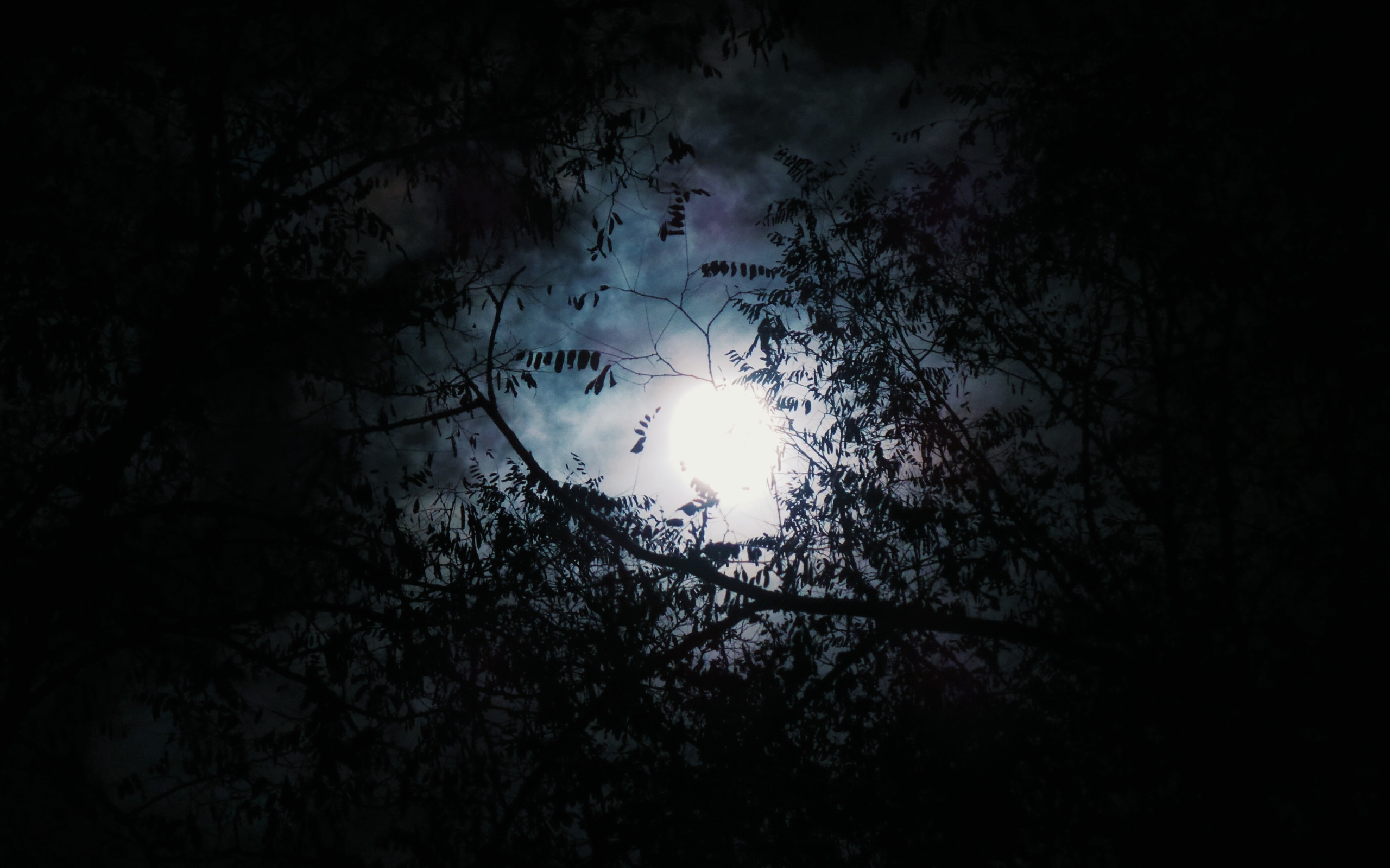 Мрачная тишина. Мрачный лес. Мрачный фон. «Ночь в лесу». Темные атмосферные обои.