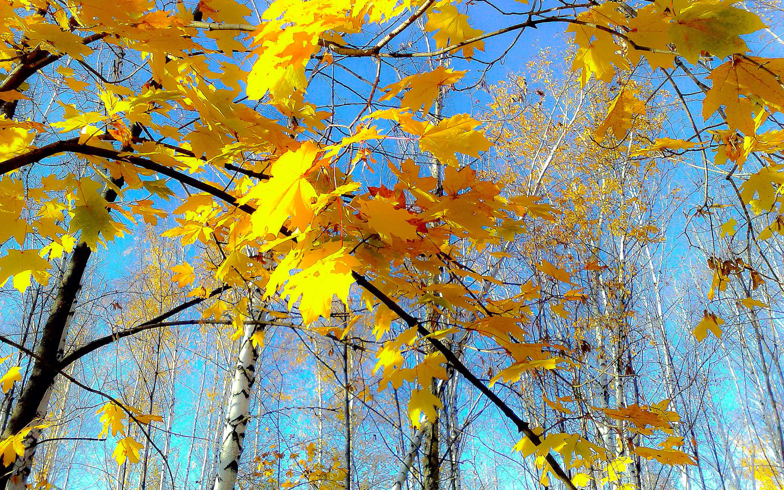 Желтый лист. Осеннее небо. Осень голубое небо желтая листва. Листья желтые кружатся оригинал