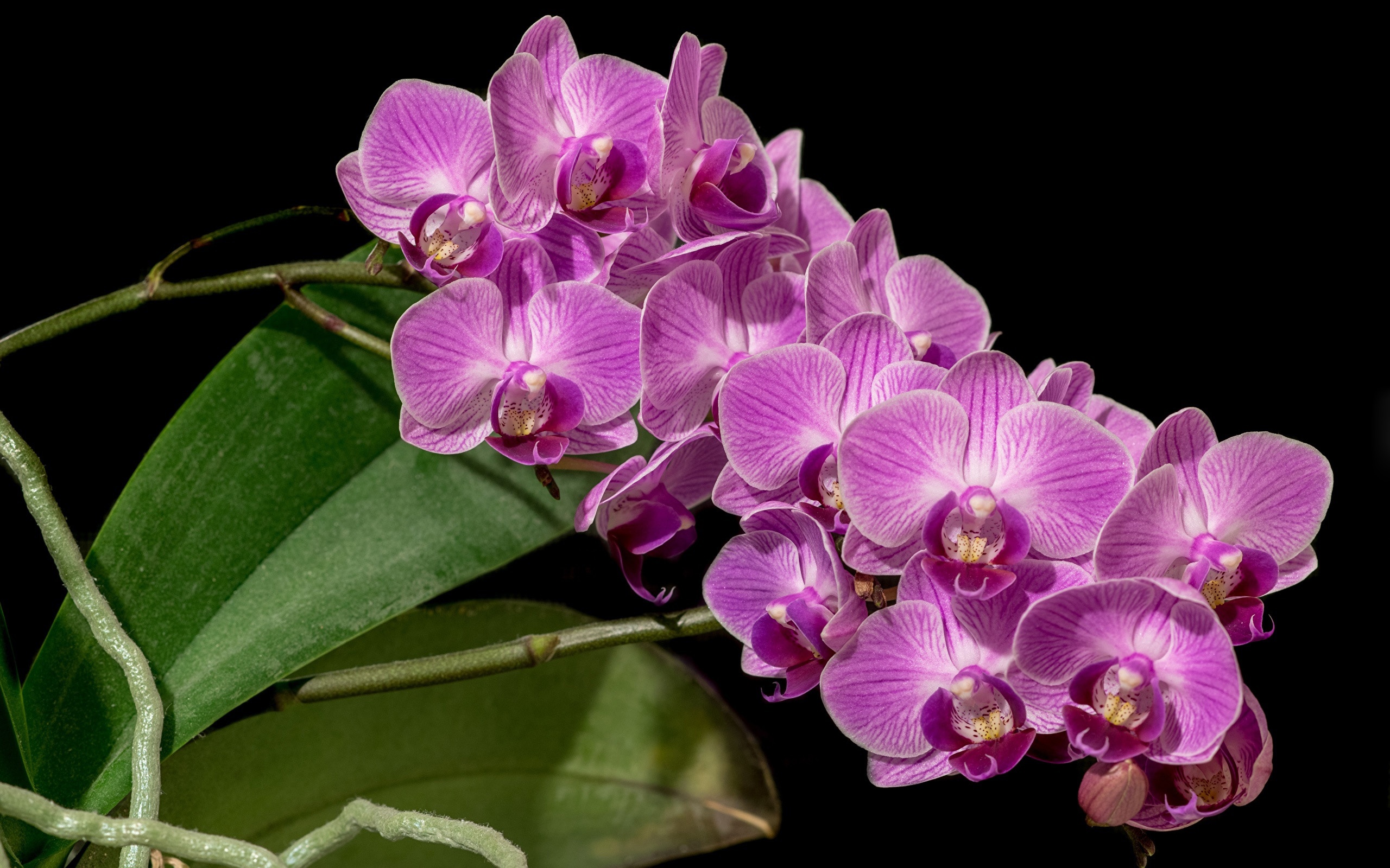 Орхидеи Orchid