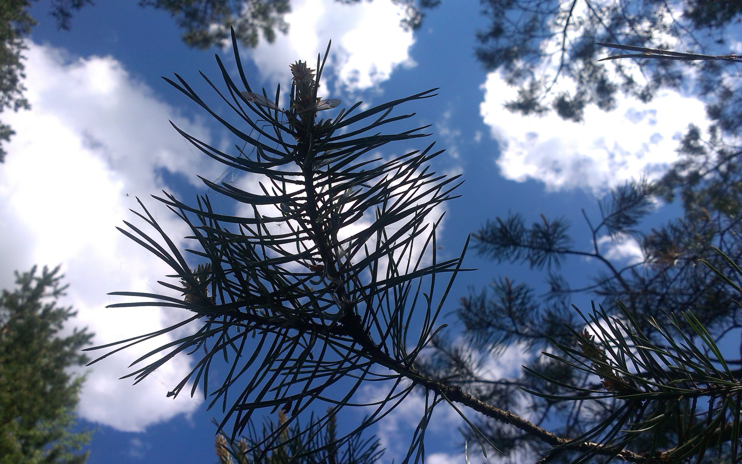 Небо над соснами. Сосна колючая. Сосна обыкновенная Pinus. Макушка сосны. Сосны небо.