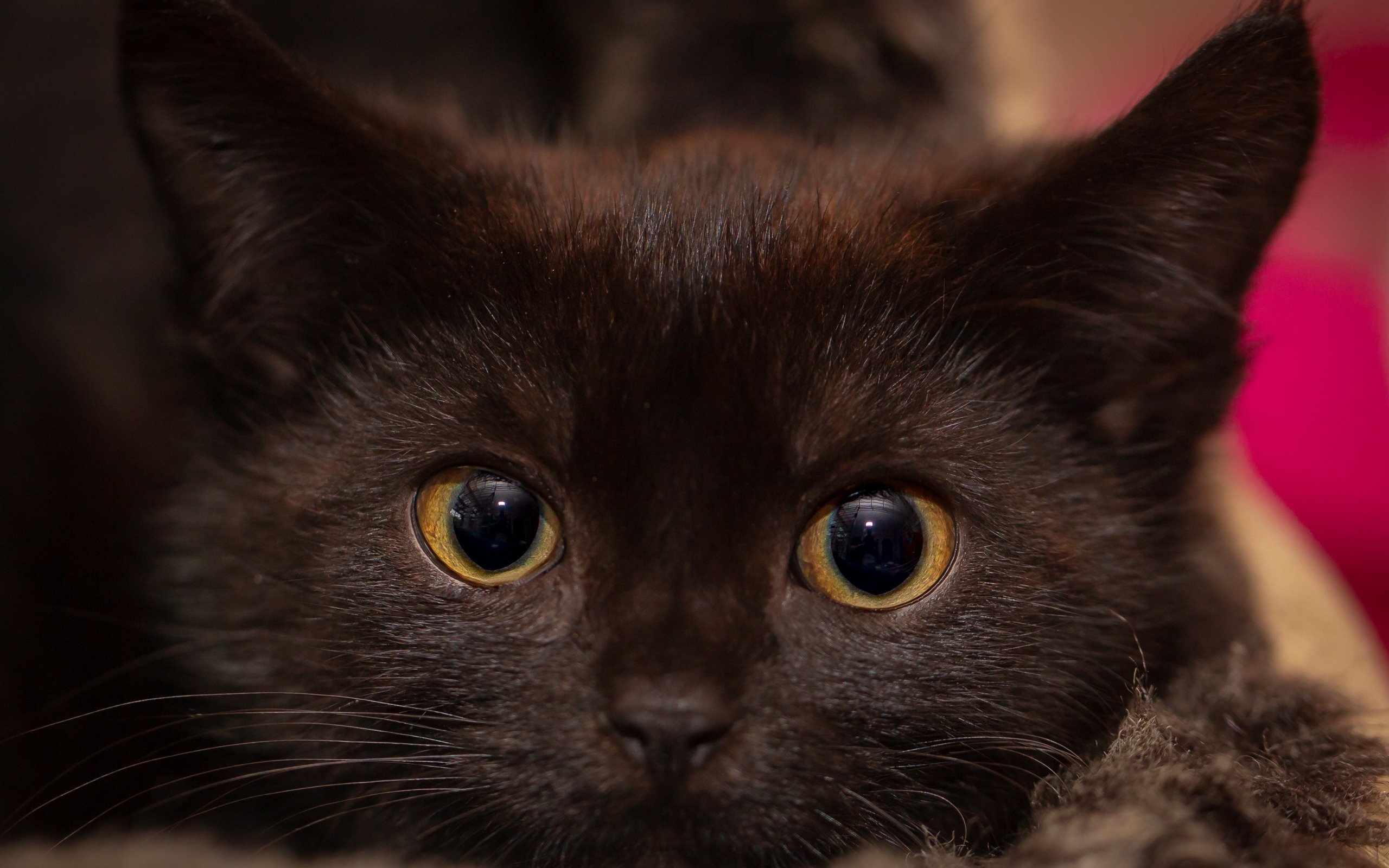 Кот черно шоколадный. Коричневая кошка. Черный котенок с карими глазами. Черный кот с коричневыми глазами. Коричневый кот с карими глазами.